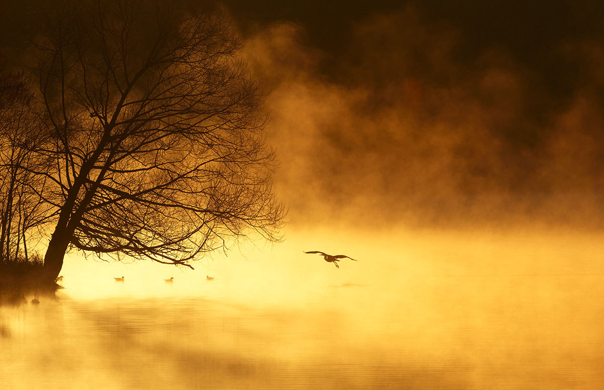 Canon EF 300mm F2.8L IS USM sample photo. Misty morning photography