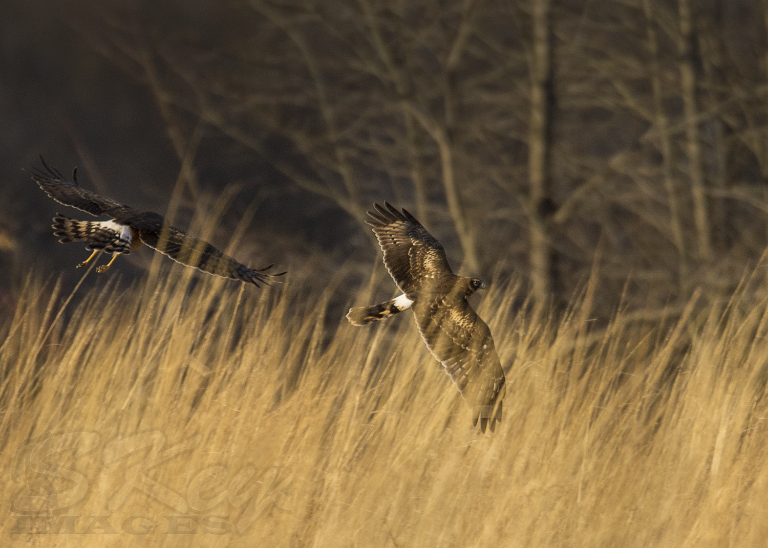Nikon D7200 sample photo. Chase through the grass (northern harrier) photography