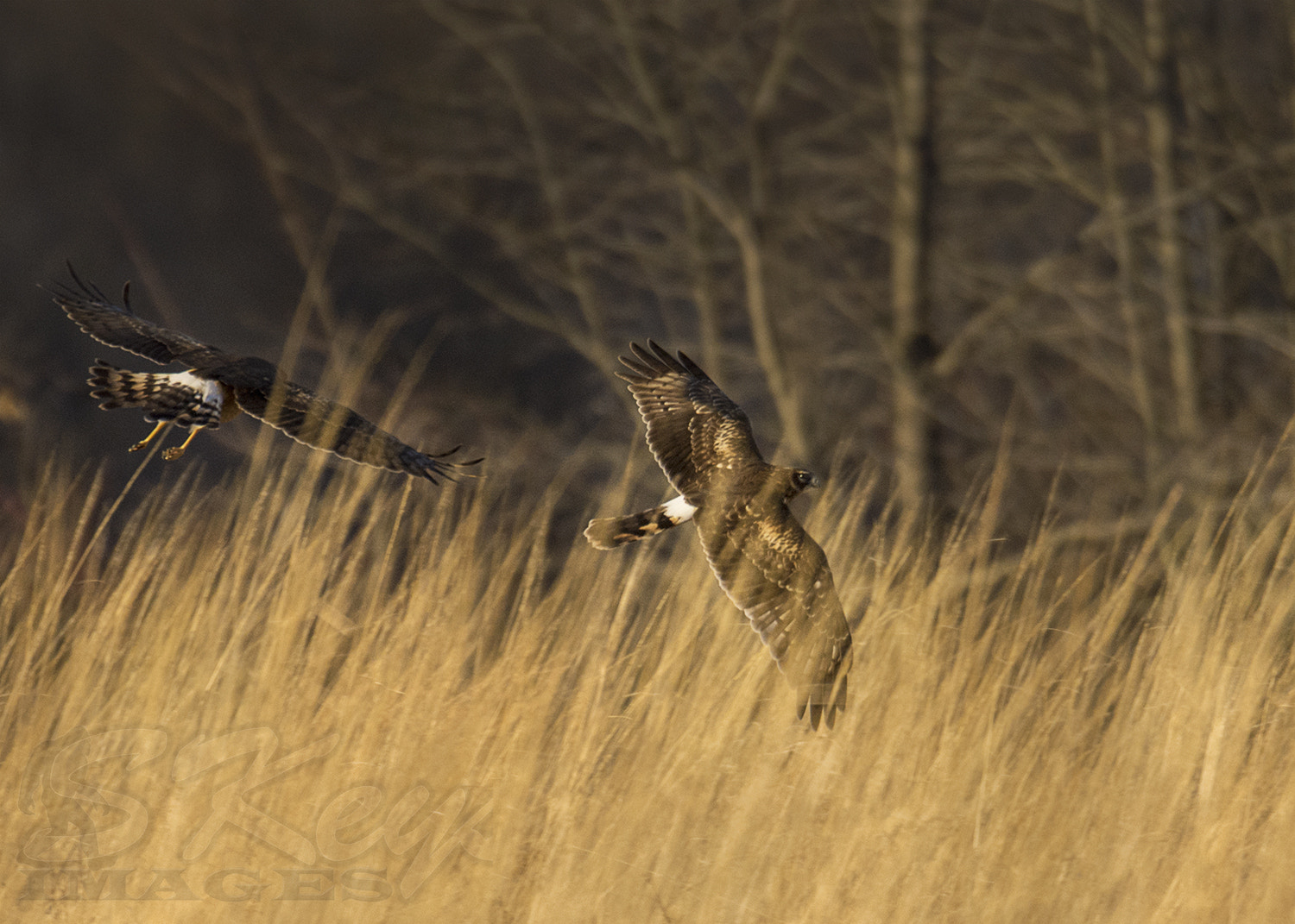 Nikon D7200 + Nikon AF-S Nikkor 500mm F4G ED VR sample photo. Chase through the grass (northern harrier) photography