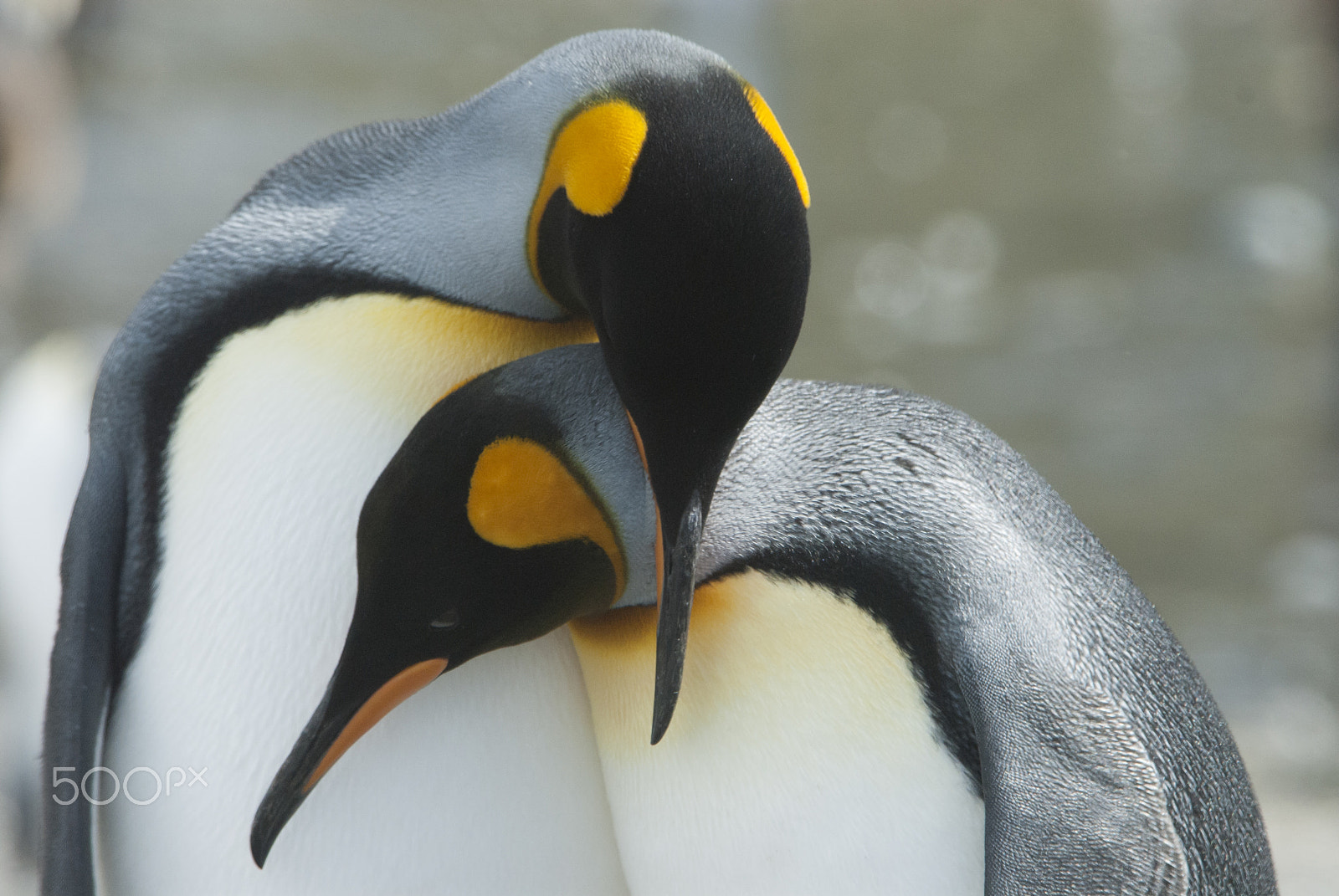 Nikon D200 sample photo. King penguin in south georgia photography