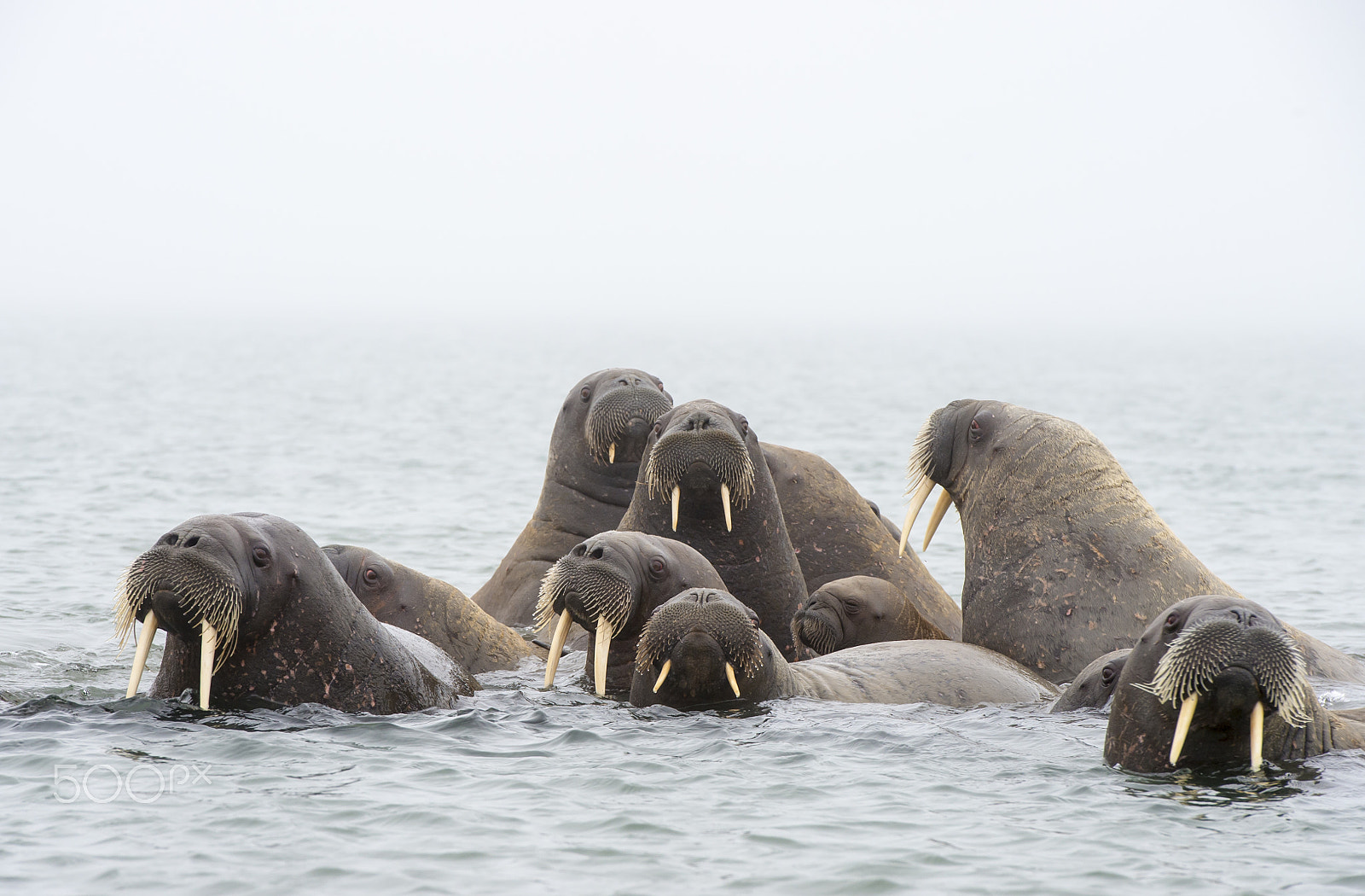 Nikon AF-S Nikkor 70-200mm F2.8G ED VR II sample photo. Walruses in the water photography