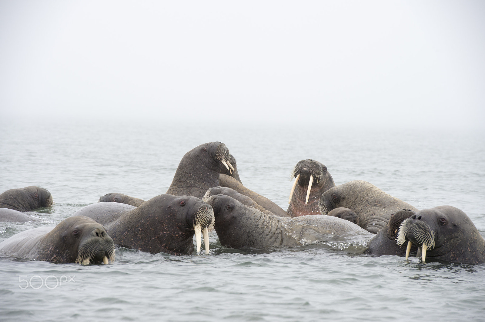 Nikon AF-S Nikkor 70-200mm F2.8G ED VR II sample photo. Walruses in the water photography