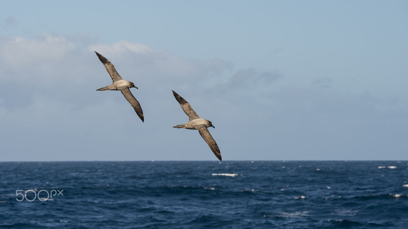 Nikon D4S sample photo. Light-mantled sooty albatross flying. photography