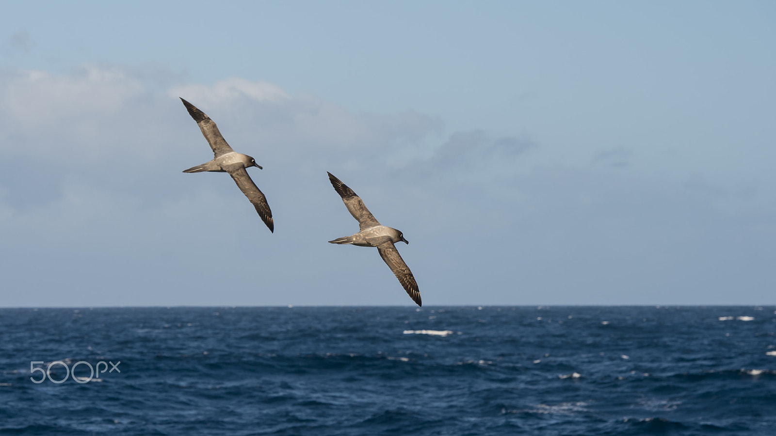 Nikon AF-S Nikkor 70-200mm F2.8G ED VR II sample photo. Light-mantled sooty albatross flying. photography