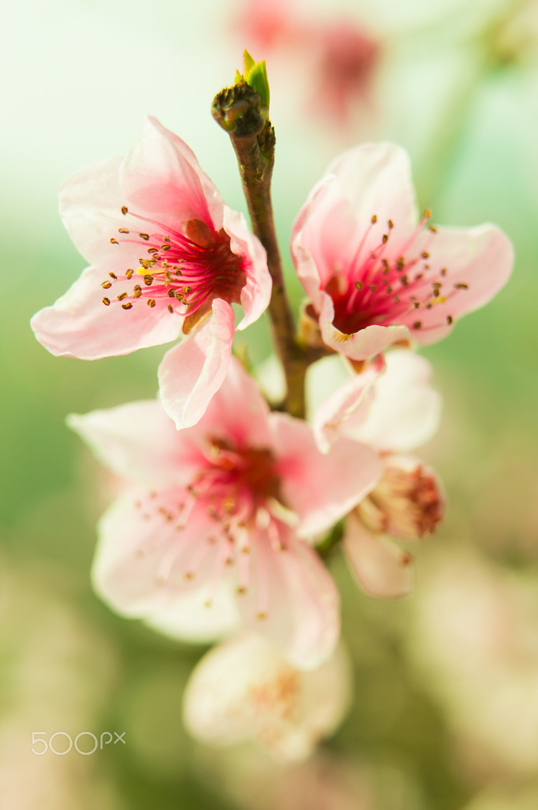 Nikon D3200 sample photo. Peach flowers 2 photography