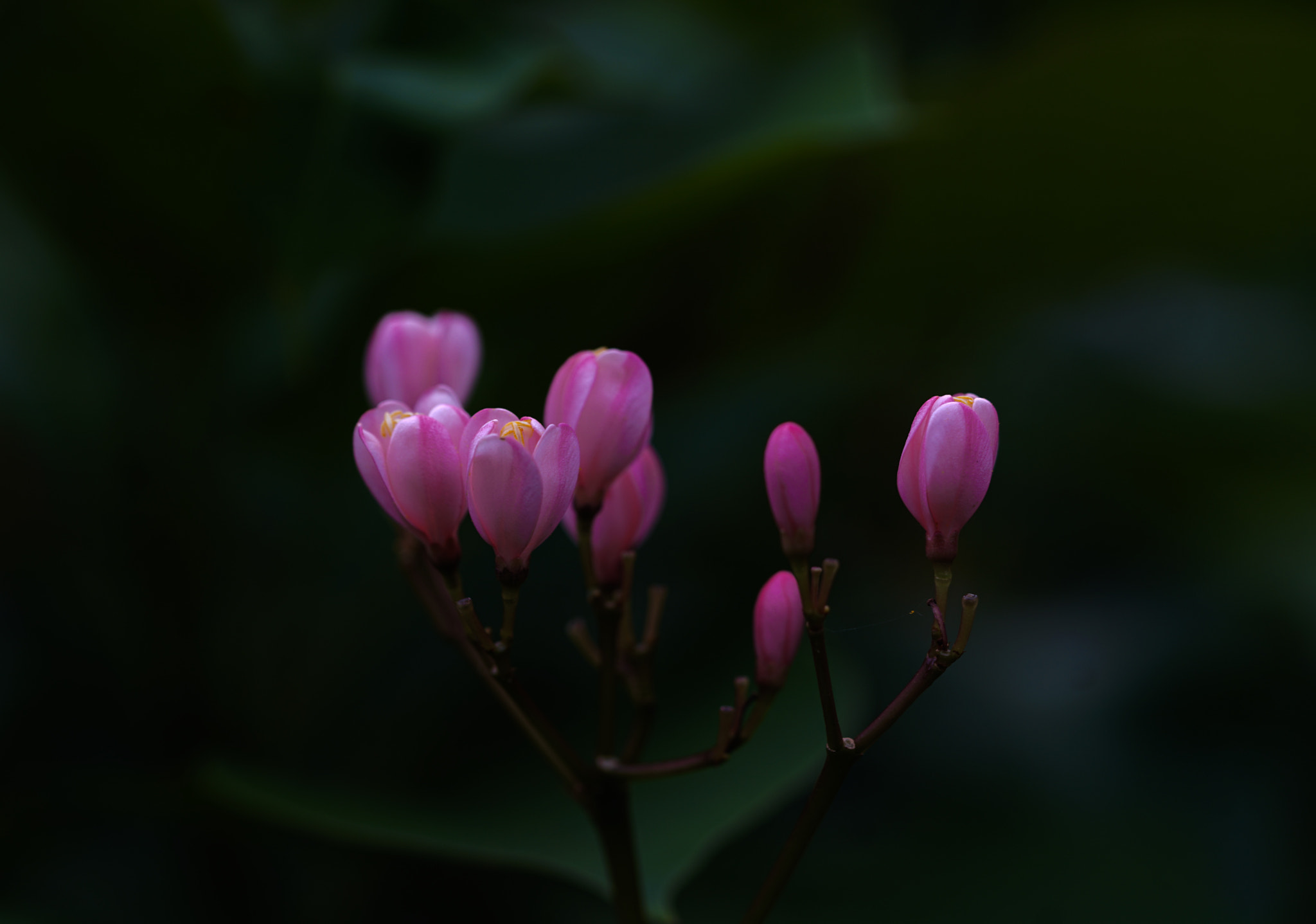 Sony a7R II sample photo. The light of pink photography