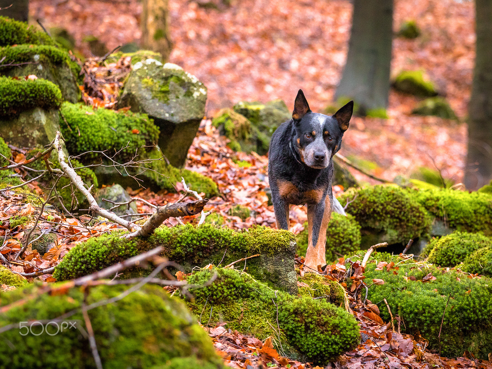 Canon EOS 80D + Canon EF 70-200mm F4L USM sample photo. Hugo... photography