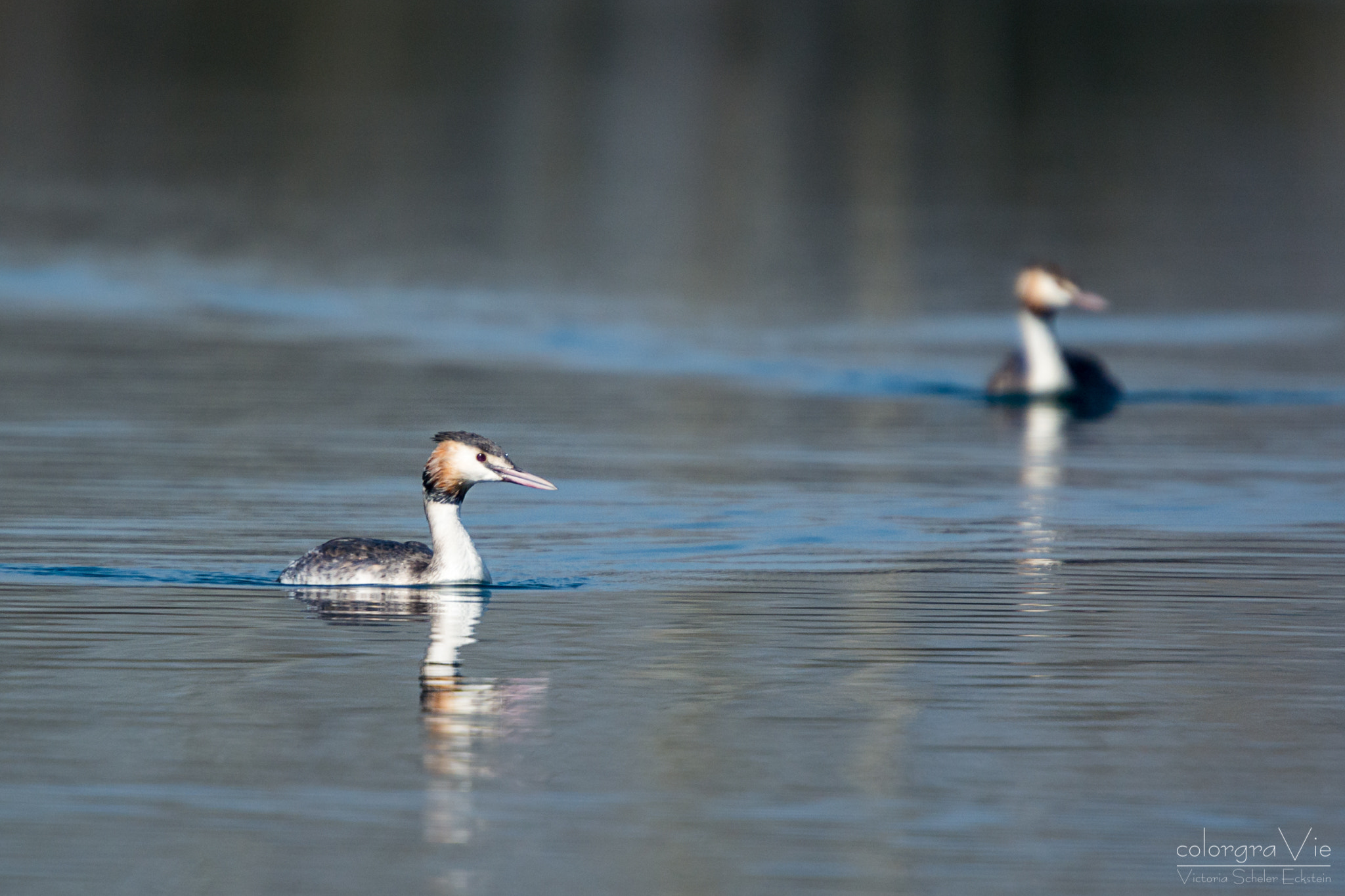 Nikon D5200 + Sigma 70-200mm F2.8 EX DG OS HSM sample photo. Great crested grebe photography