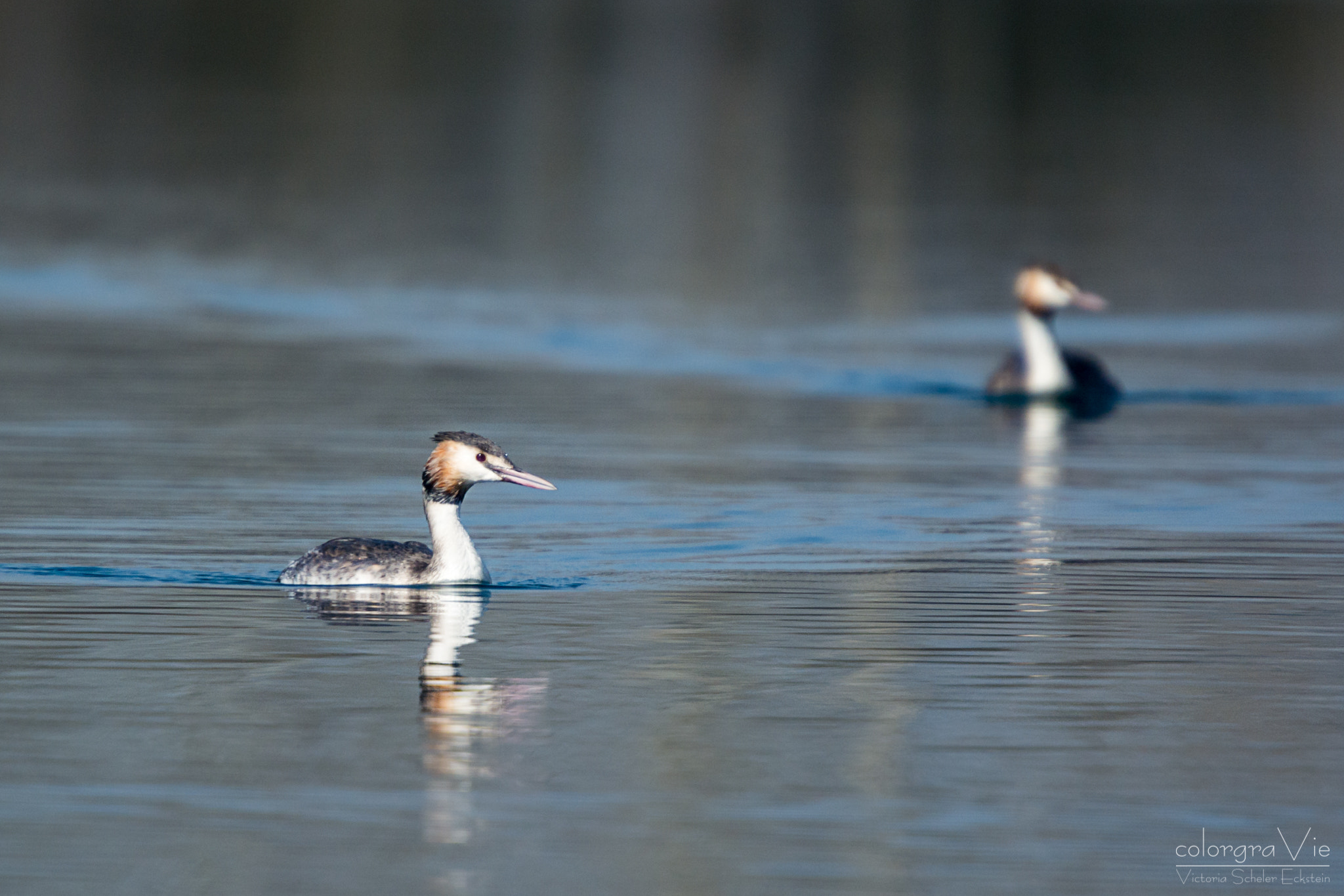 Sigma 70-200mm F2.8 EX DG OS HSM sample photo. Great crested grebe photography