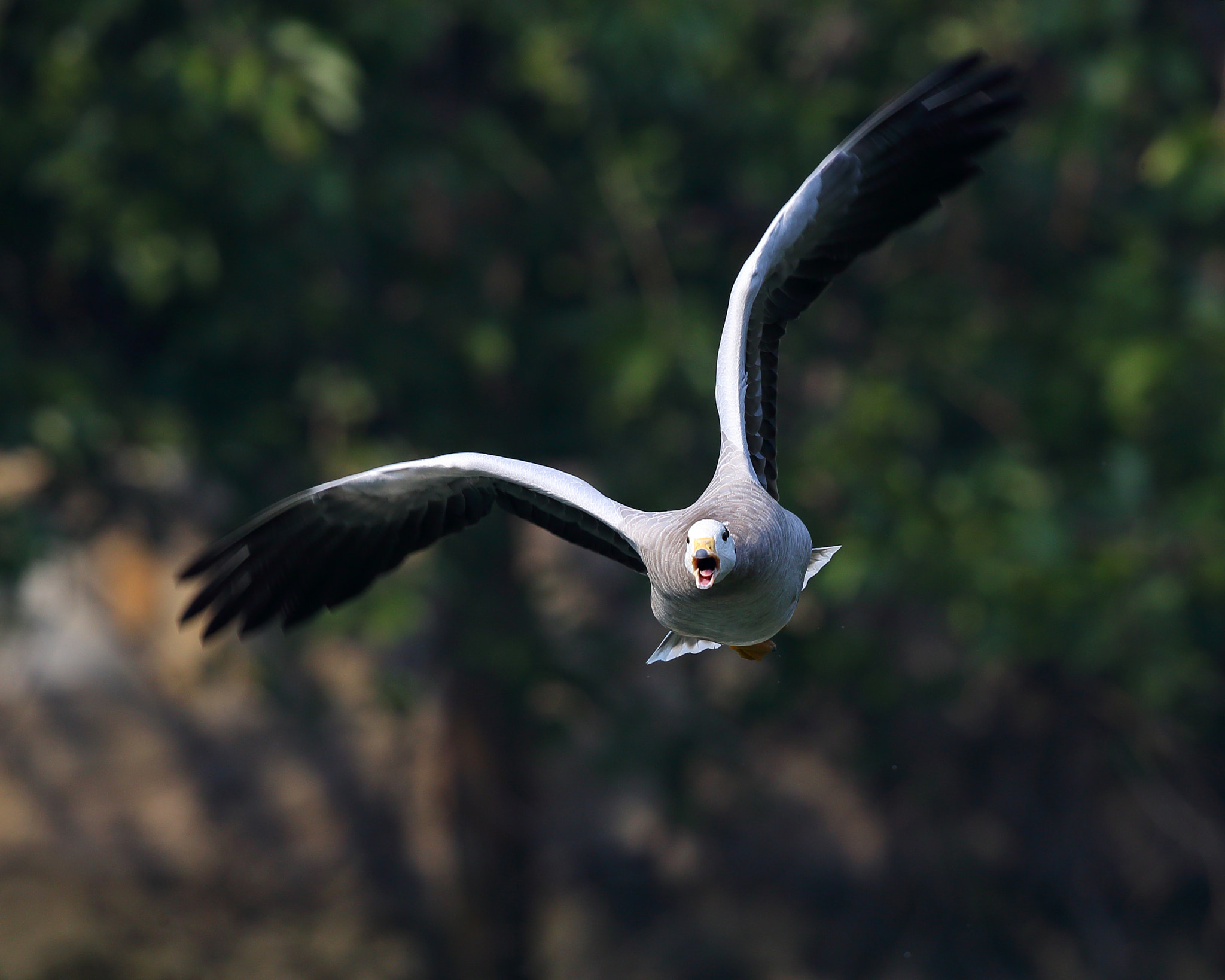 Canon EF 300mm F2.8L IS II USM sample photo. Anser indicus photography