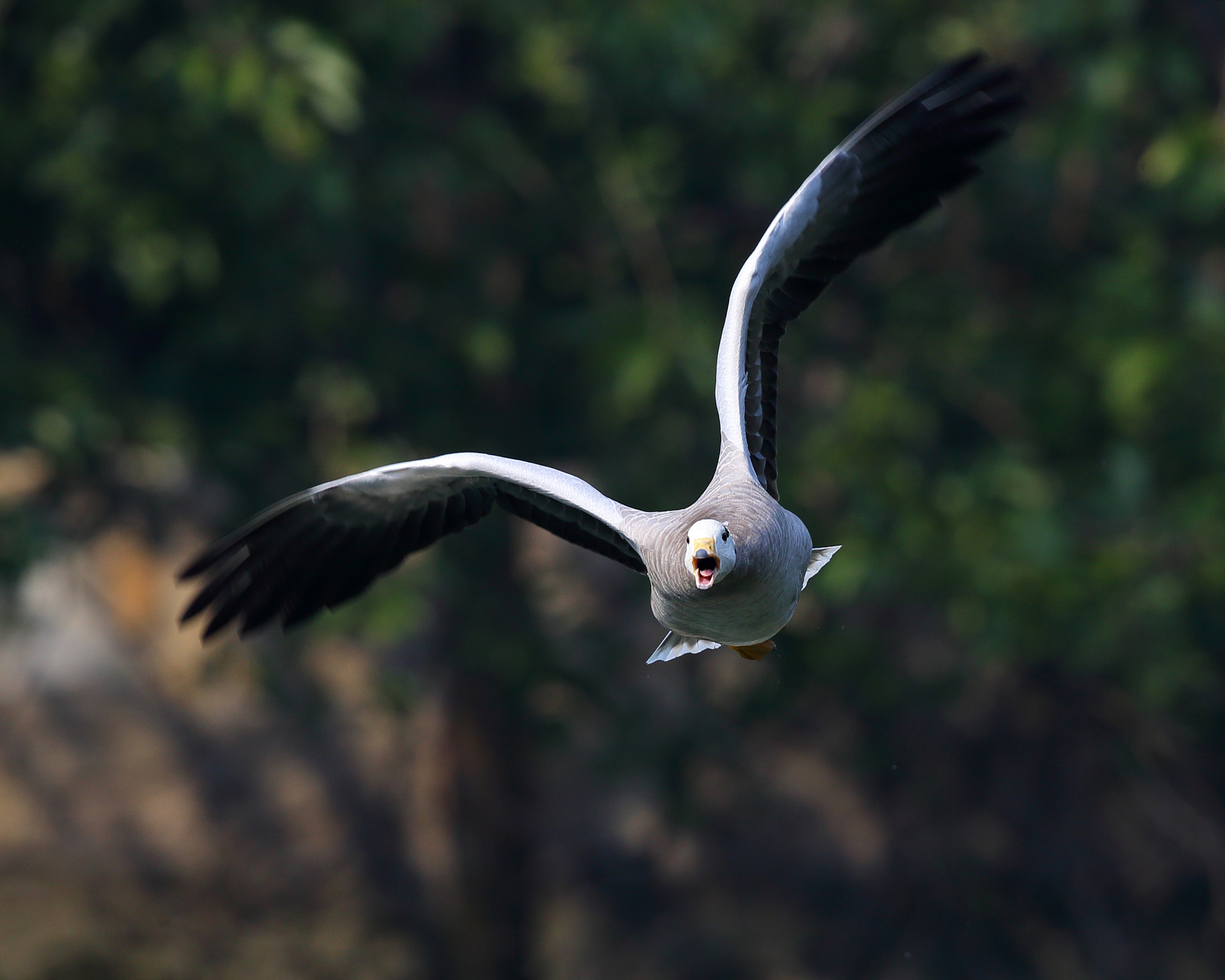 Canon EOS-1D X + Canon EF 300mm F2.8L IS II USM sample photo. Anser indicus photography