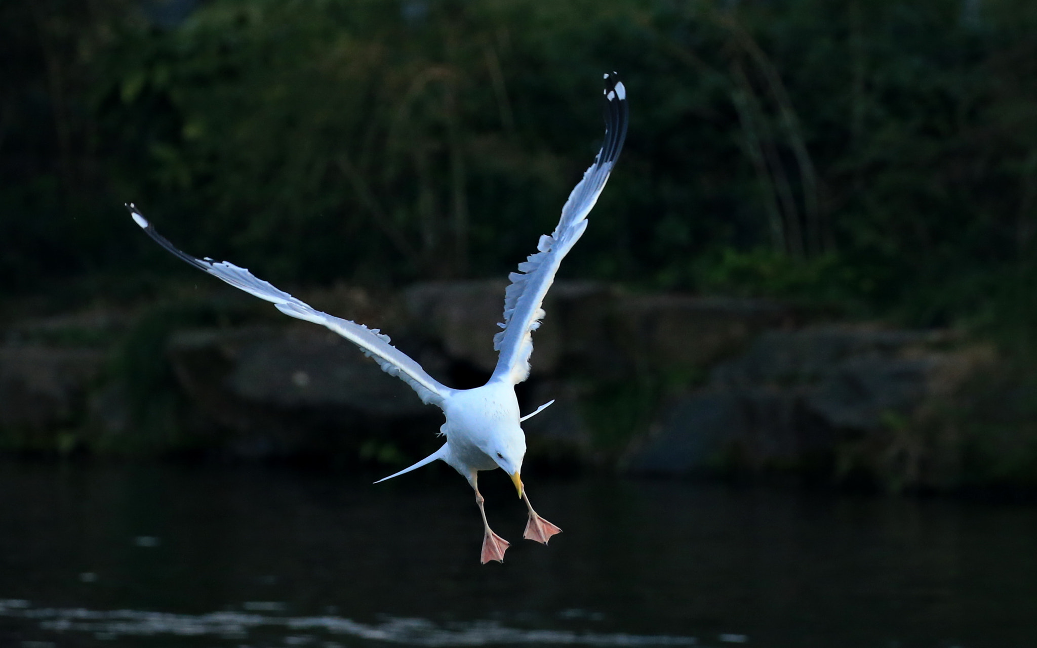 Canon EOS-1D X sample photo. Jump photography