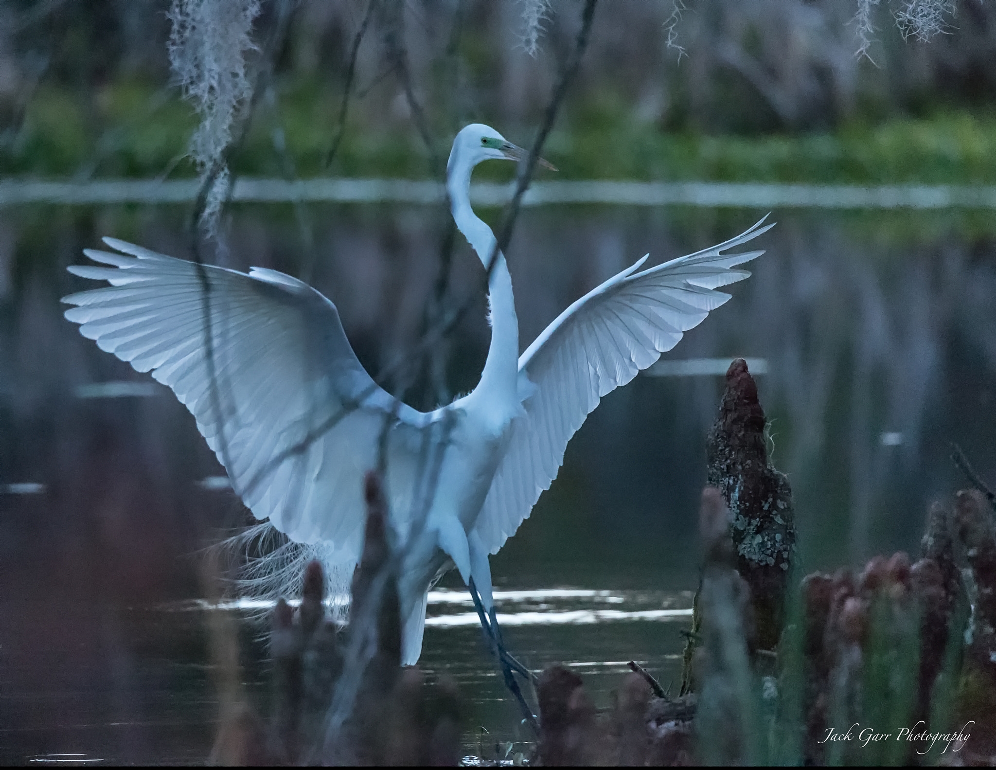 Canon EOS-1D X Mark II + 150-600mm F5-6.3 DG OS HSM | Sports 014 sample photo. Great white egret landing in swamp dawn blue hour photography