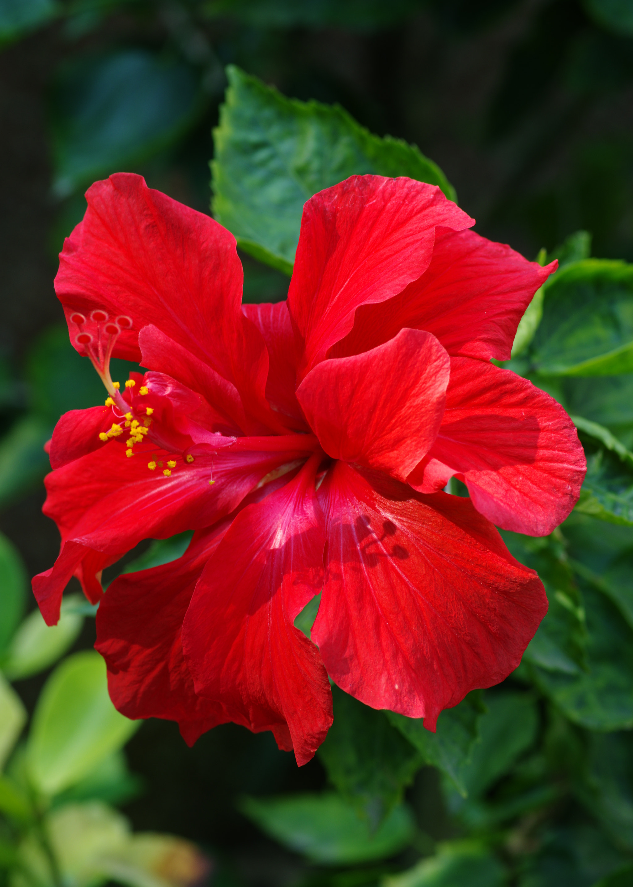 Pentax smc D-FA 100mm F2.8 Macro WR sample photo