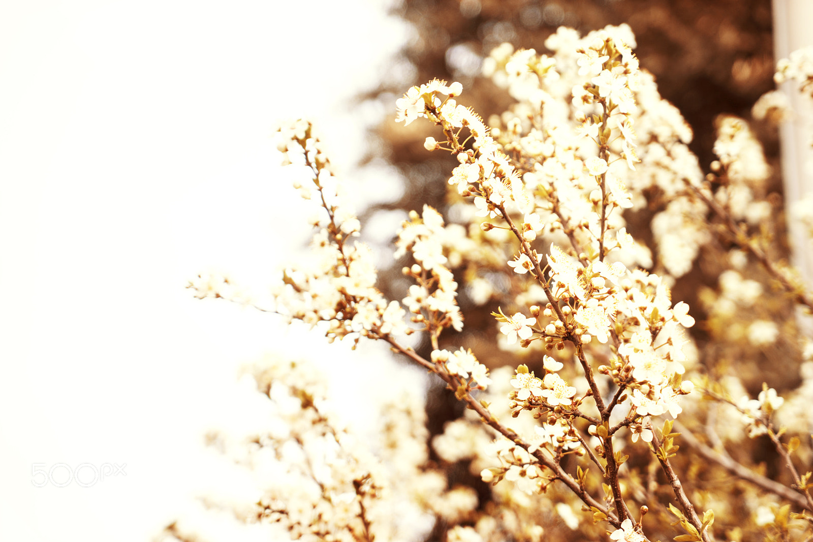 Sony a7 sample photo. Apricot blossom flowers in spring. tone photography