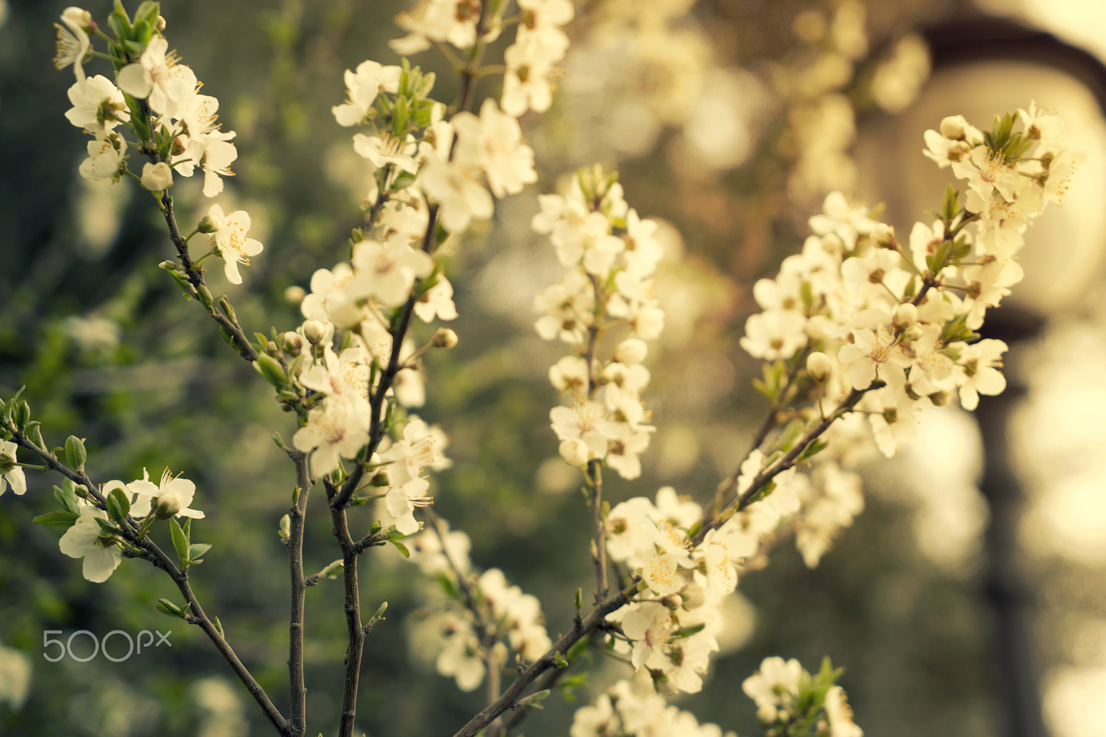 Sony a7 sample photo. Apricot blossom flowers in spring. tone photography