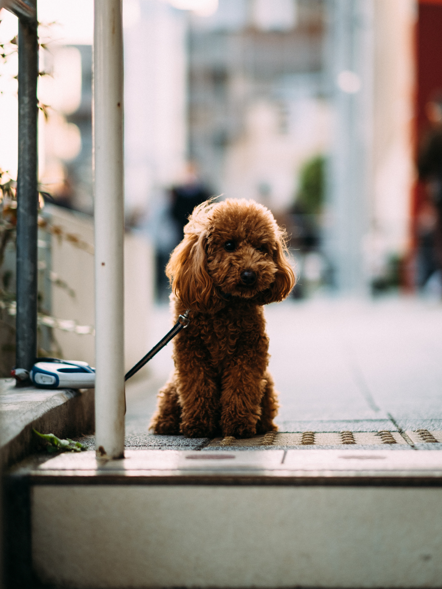 Fujifilm X-T2 + Fujifilm XF 56mm F1.2 R sample photo