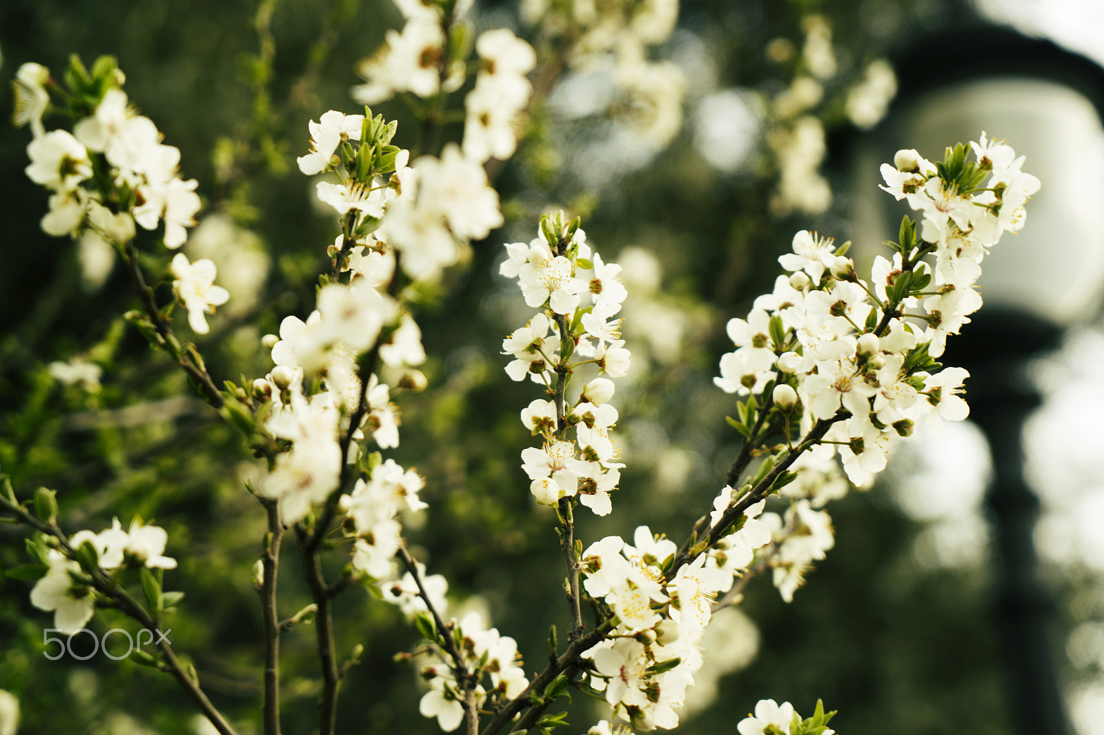 Sony a7 + Sony Vario Tessar T* FE 24-70mm F4 ZA OSS sample photo. Apricot blossom flowers in spring. tone photography