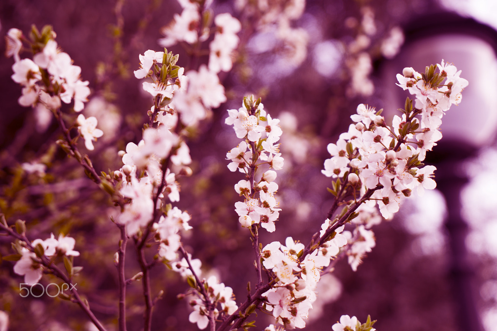 Sony a7 sample photo. Apricot blossom flowers in spring. tone photography