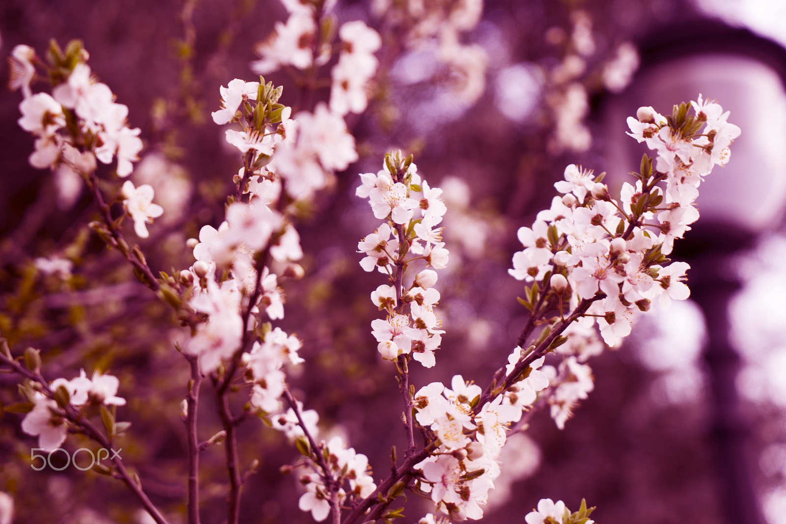 Sony a7 + Sony Vario Tessar T* FE 24-70mm F4 ZA OSS sample photo. Apricot blossom flowers in spring. tone photography