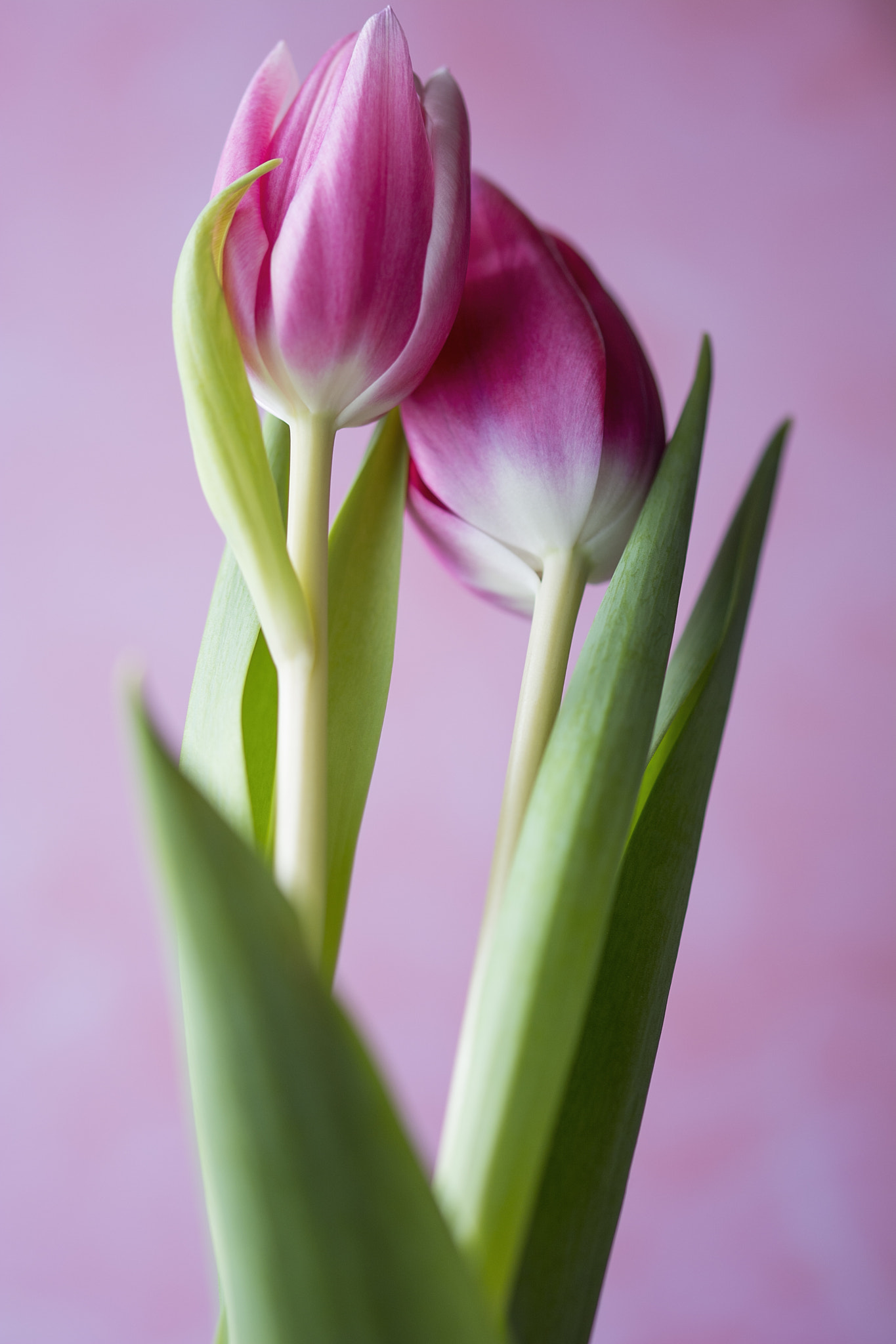 Sigma 105mm F2.8 EX DG OS HSM sample photo. Hug me photography