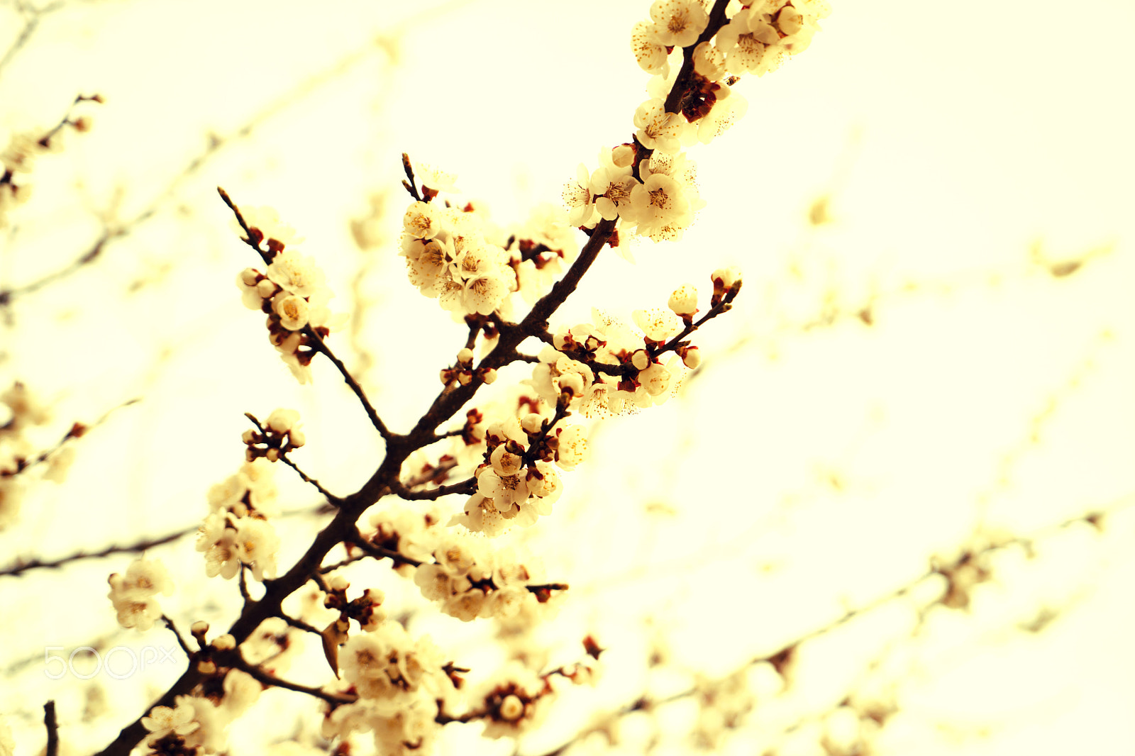 Sony a7 sample photo. Apricot blossom flowers in spring. tone photography