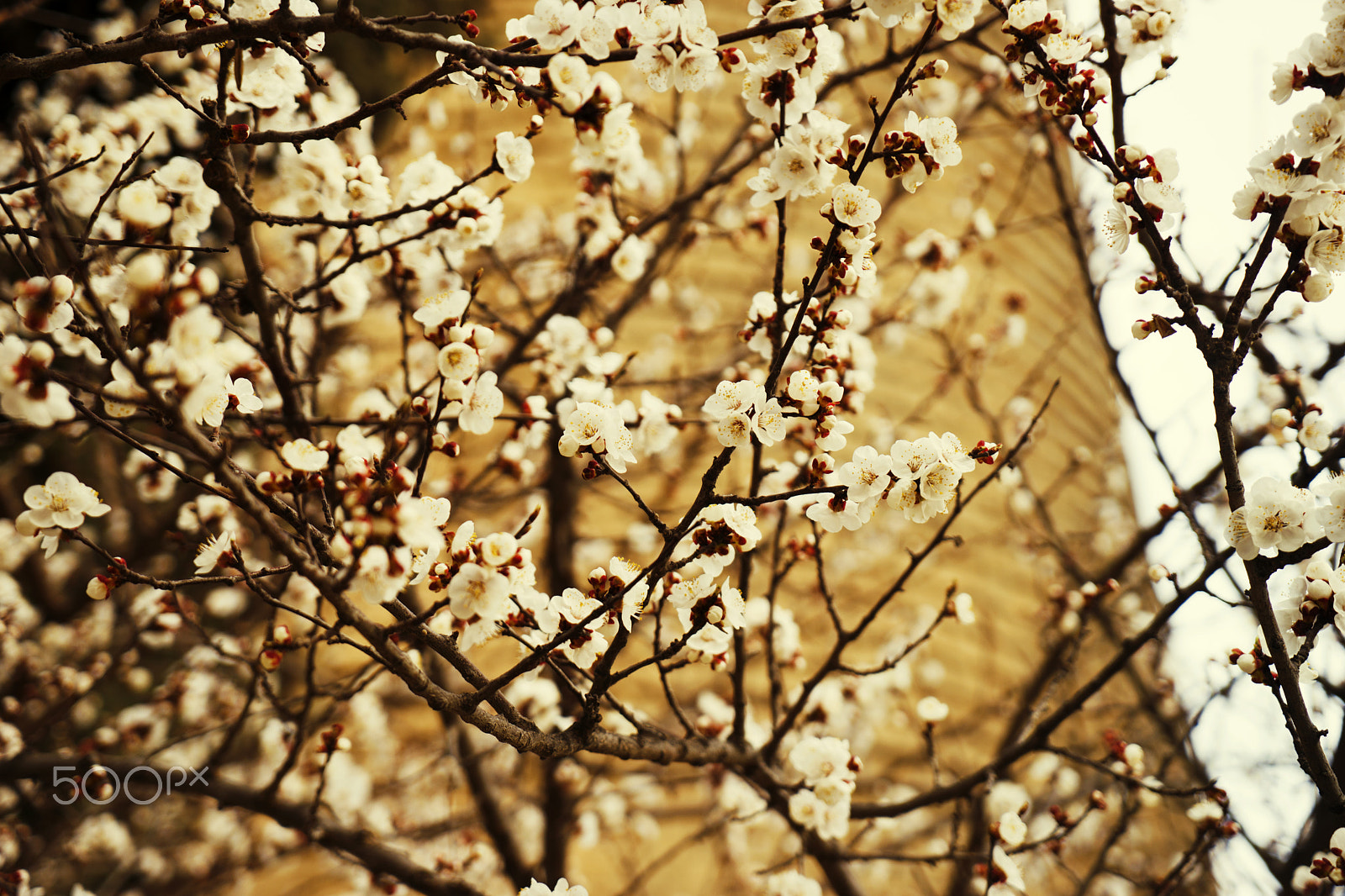 Sony a7 sample photo. Apricot blossom flowers in spring. tone photography