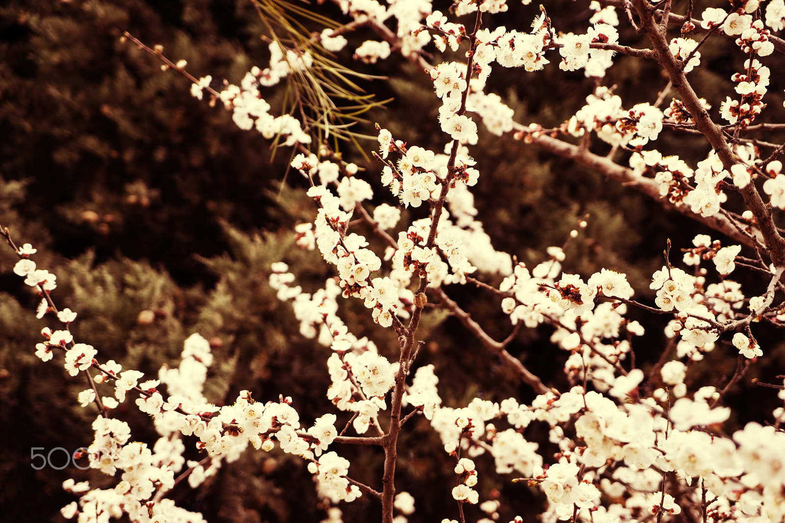 Sony a7 sample photo. Apricot blossom flowers in spring. tone photography