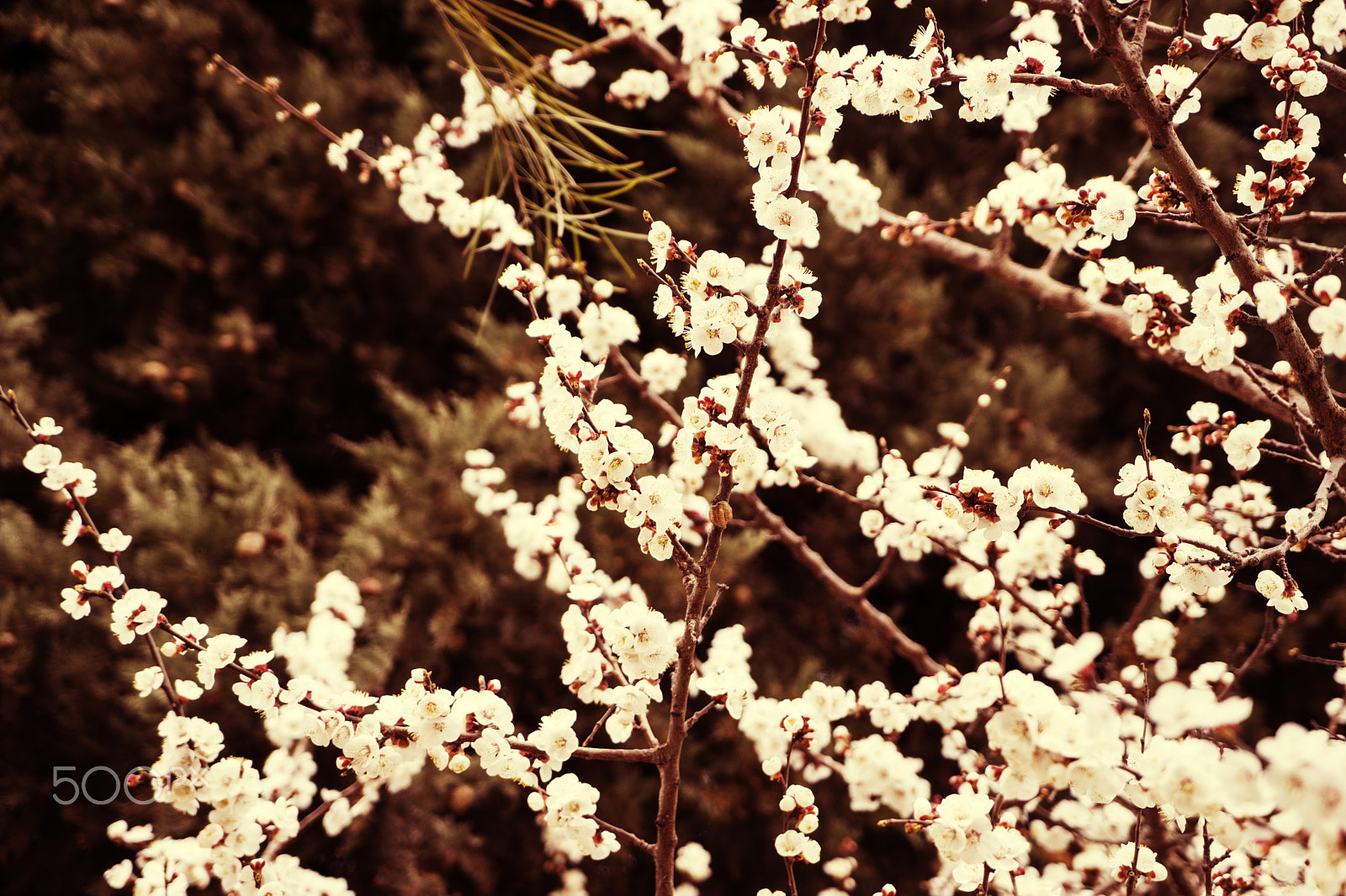 Sony a7 + Sony Vario Tessar T* FE 24-70mm F4 ZA OSS sample photo. Apricot blossom flowers in spring. tone photography