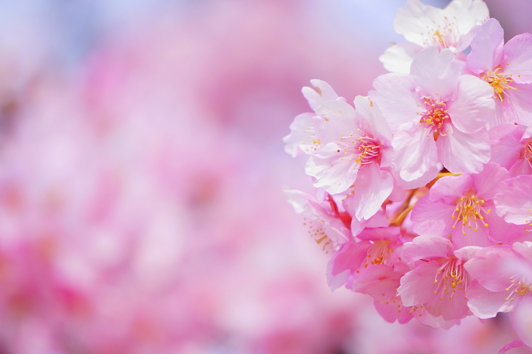 Sony E 55-210mm F4.5-6.3 OSS sample photo. 河津桜。 photography