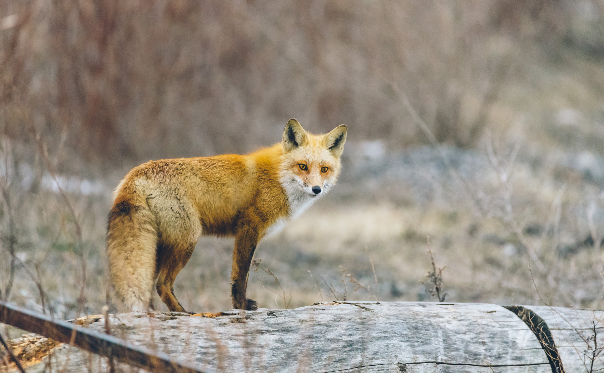 Nikon D750 sample photo. Red fox photography