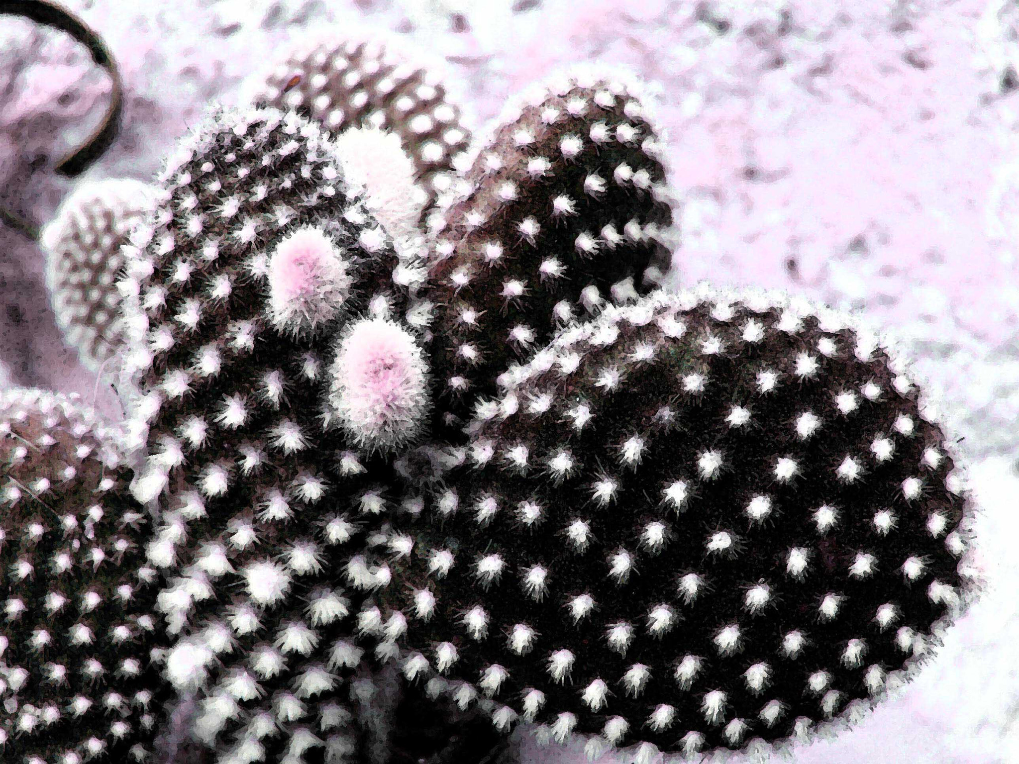 Kodak DX7590 ZOOM DIGITAL CAMERA sample photo. Minicactus.jpg photography
