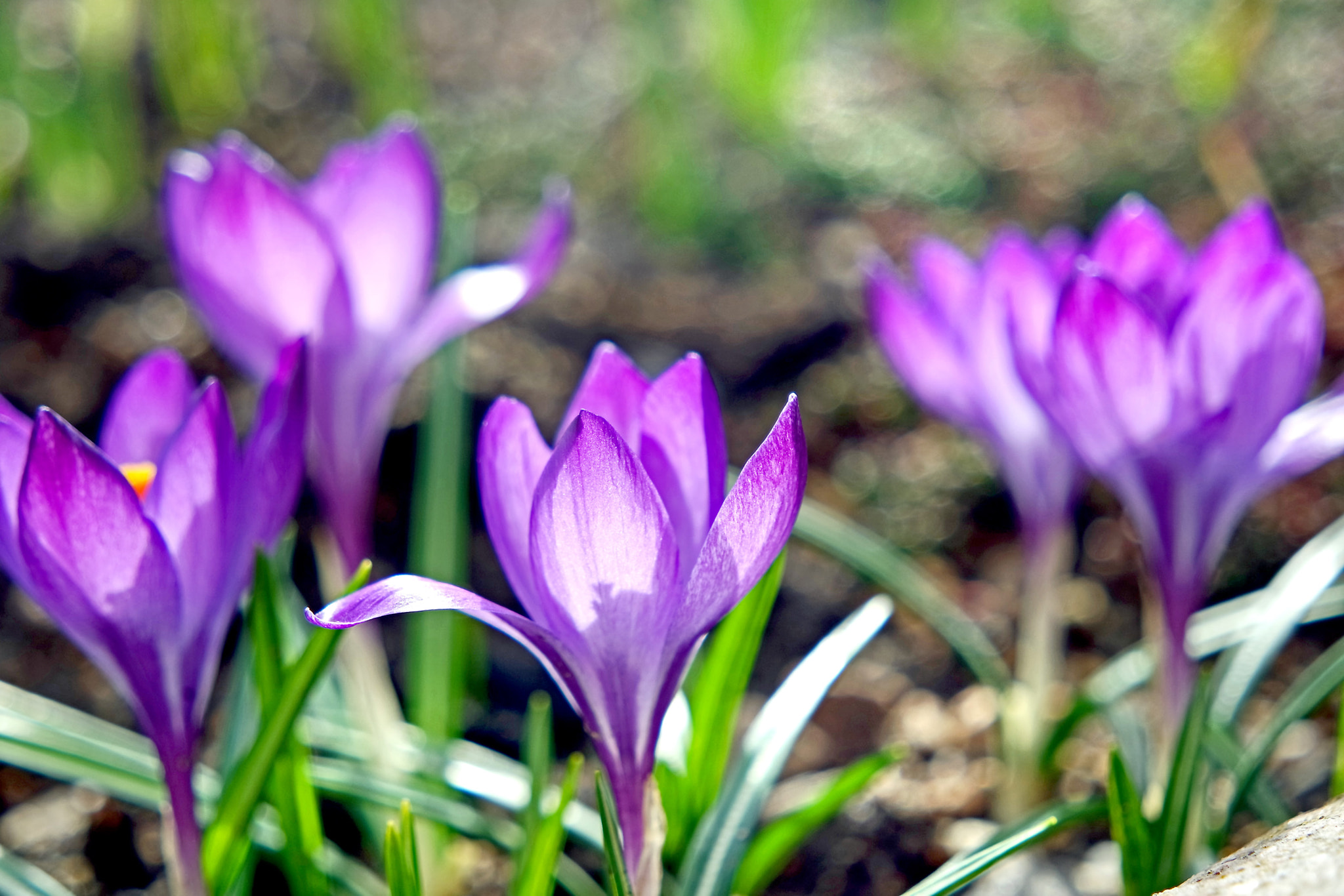 Samsung NX 16-50mm F3.5-5.6 Power Zoom ED OIS sample photo. Krokusse photography