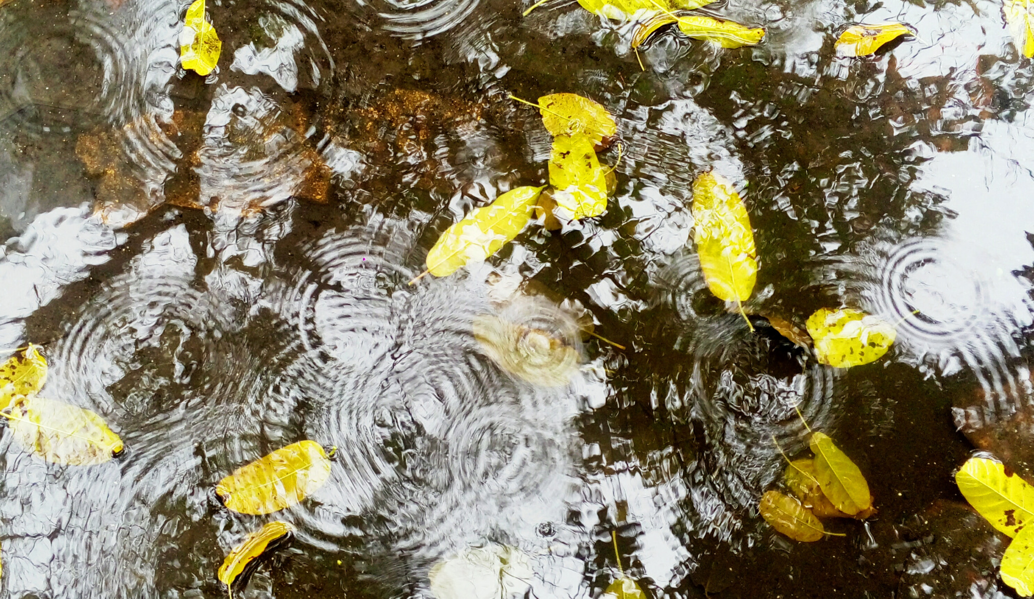 Meizu MX4 sample photo. Leave falling photography
