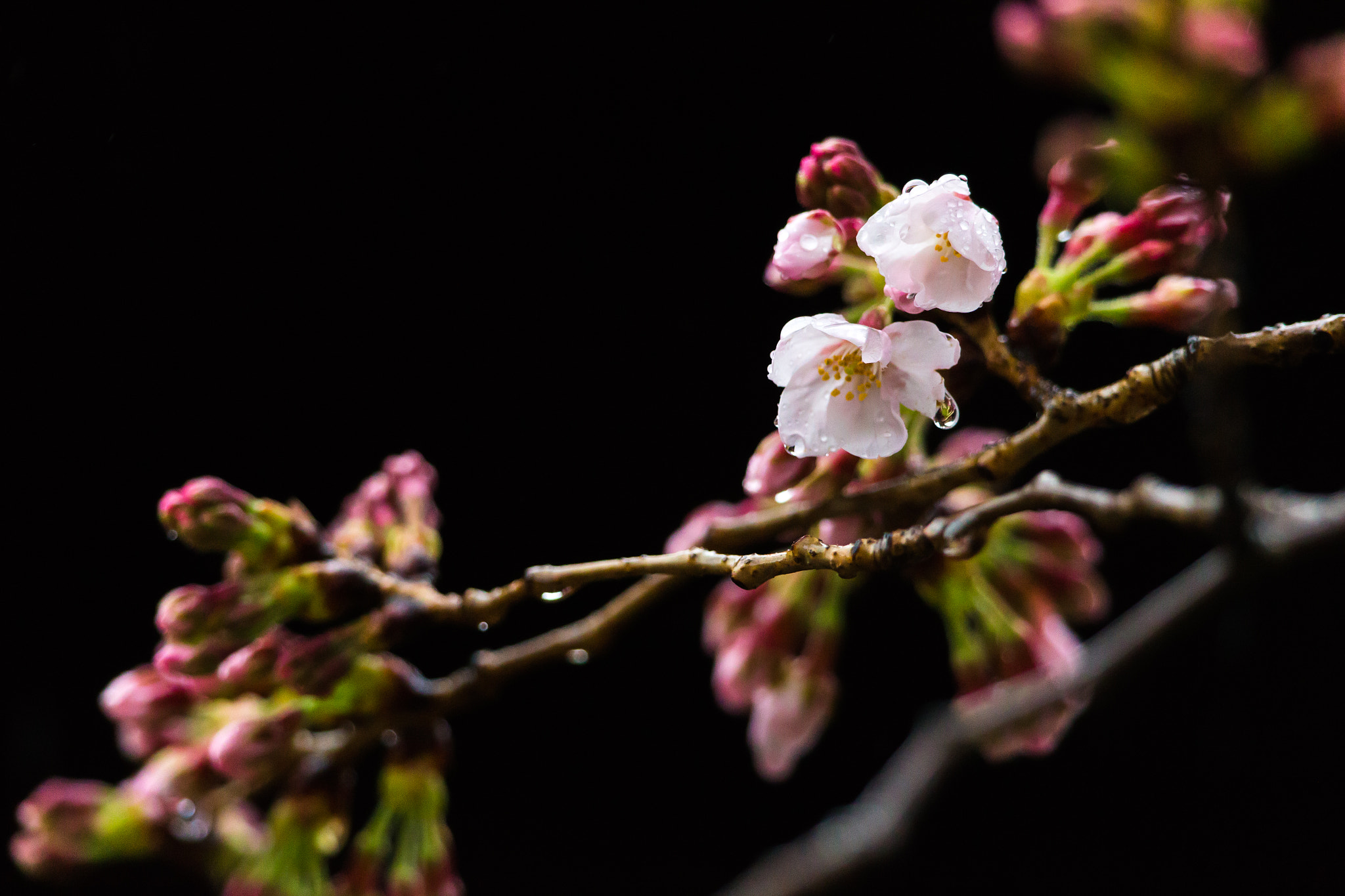 Canon EF 300mm F2.8L IS II USM sample photo. The first flowering, the beginning of spring. photography