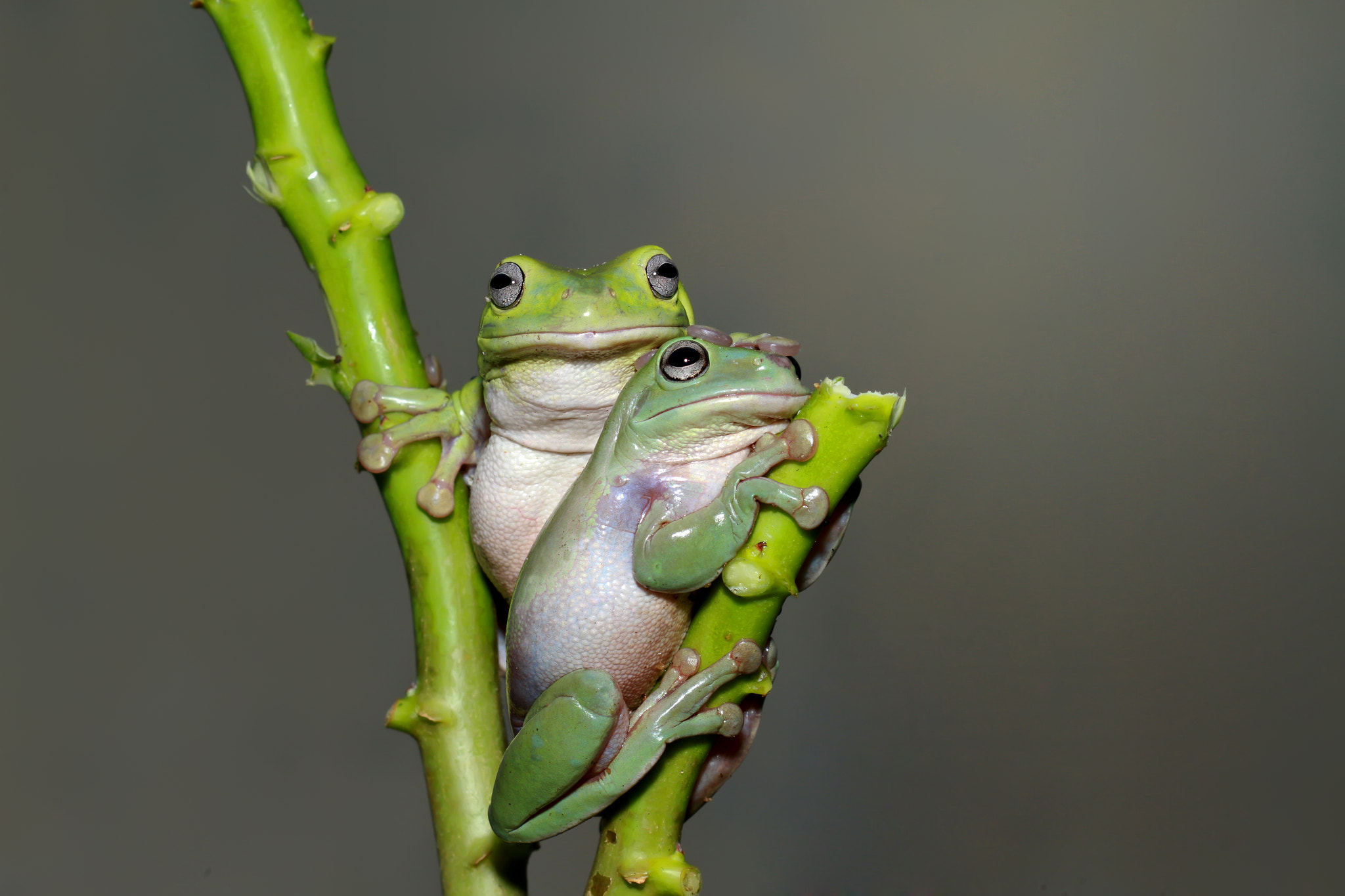 Canon EOS 7D + Canon EF 100mm F2.8 Macro USM sample photo. Frog photography