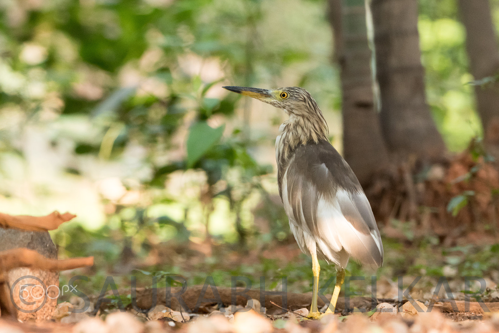 Nikon AF-S Nikkor 200-500mm F5.6E ED VR sample photo. Indian pond heron photography