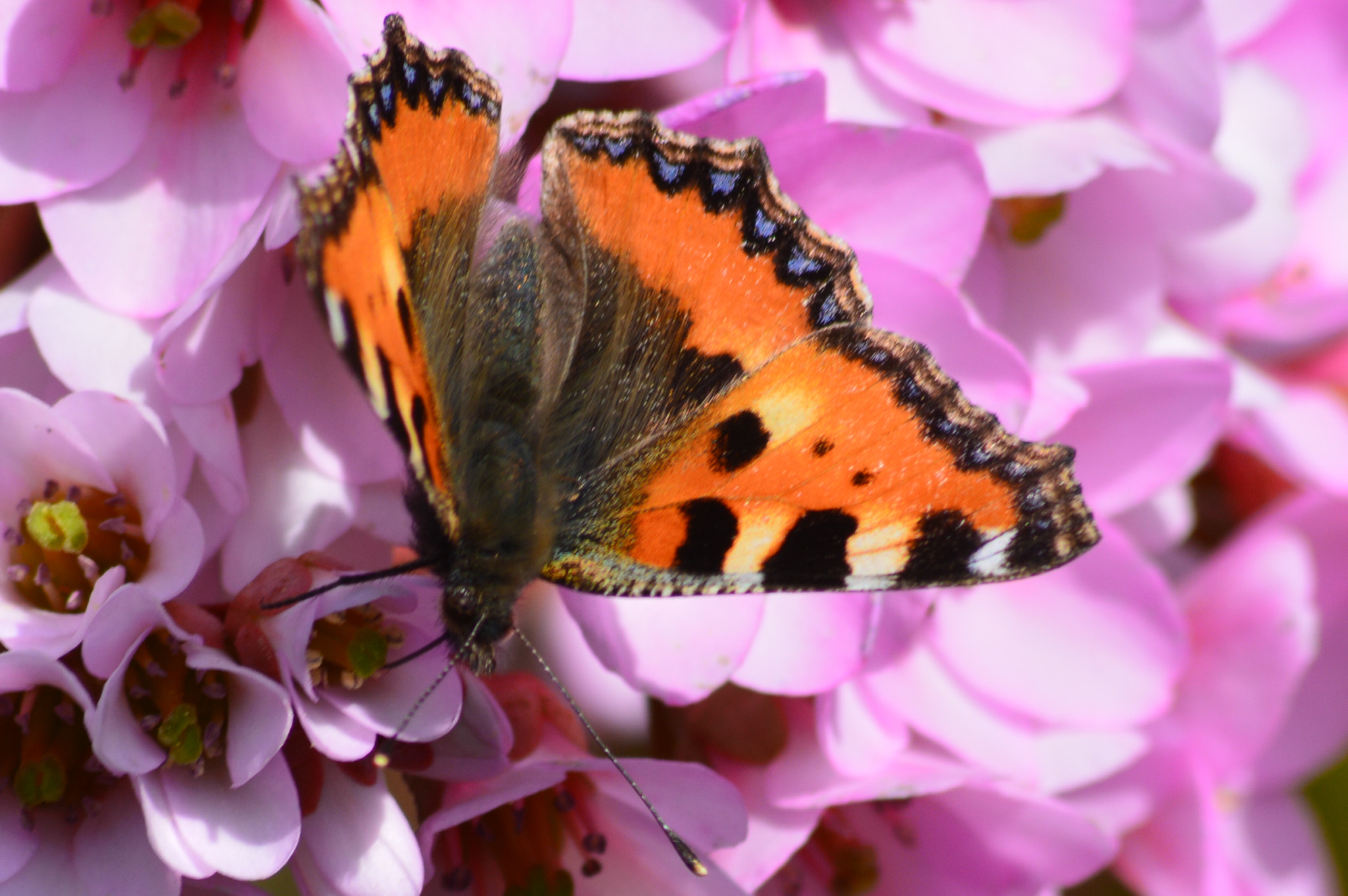 Sigma 70-300mm F4-5.6 APO DG Macro sample photo. Aglais urticae (vanessa dell'ortica) photography