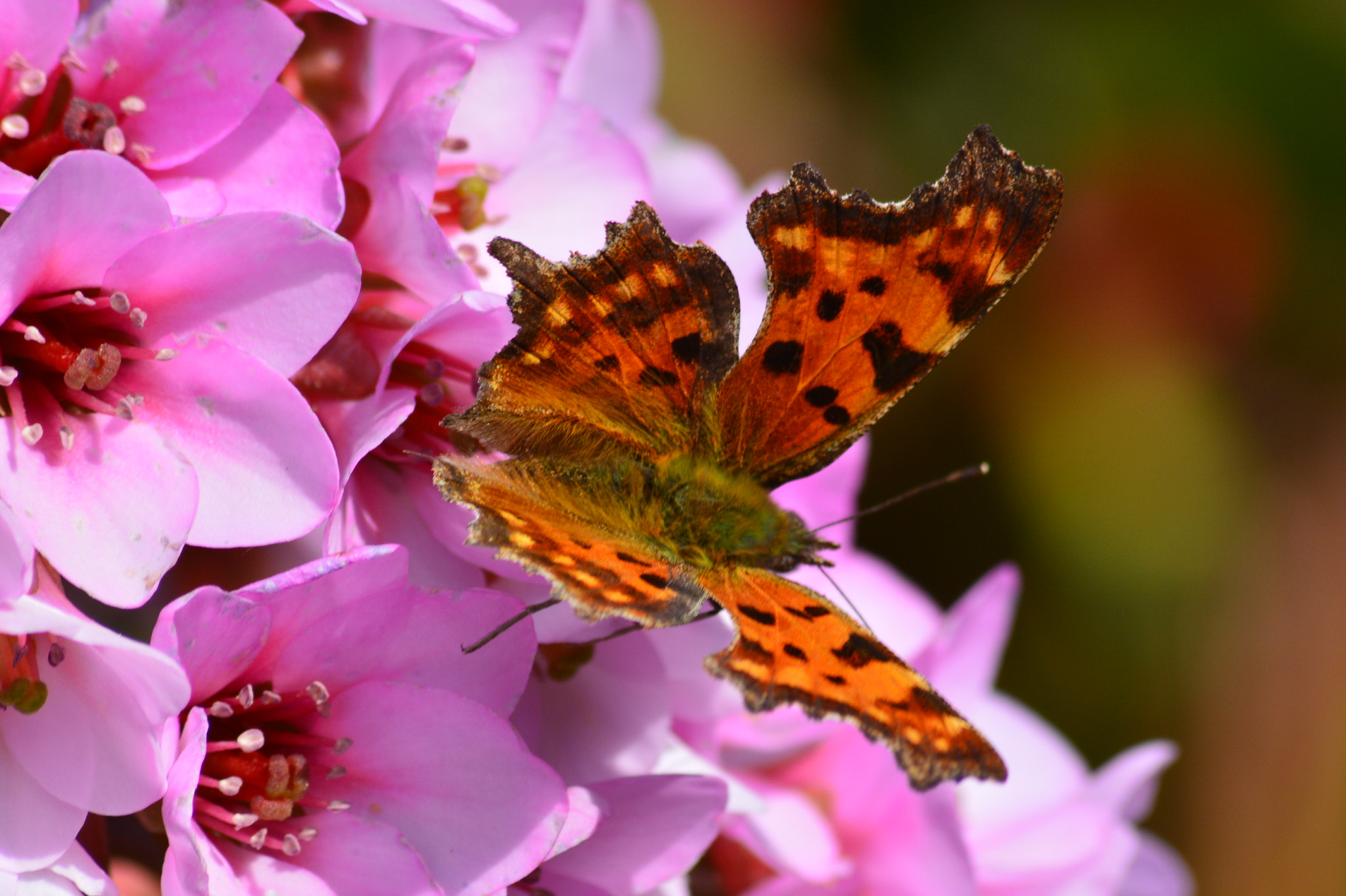 Sigma 70-300mm F4-5.6 APO DG Macro sample photo. Polygonia c-album photography