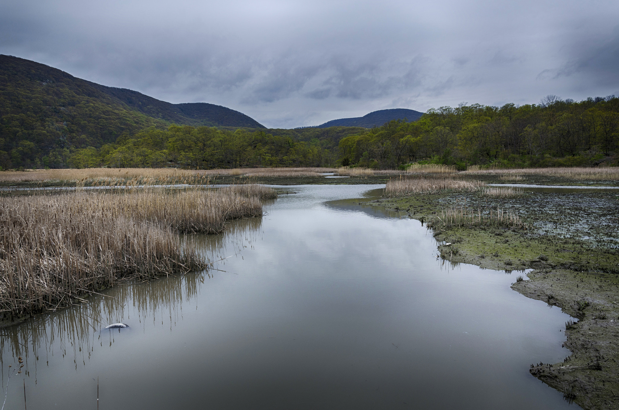 Nikon D5100 sample photo. Forlorn marshes in iona island photography