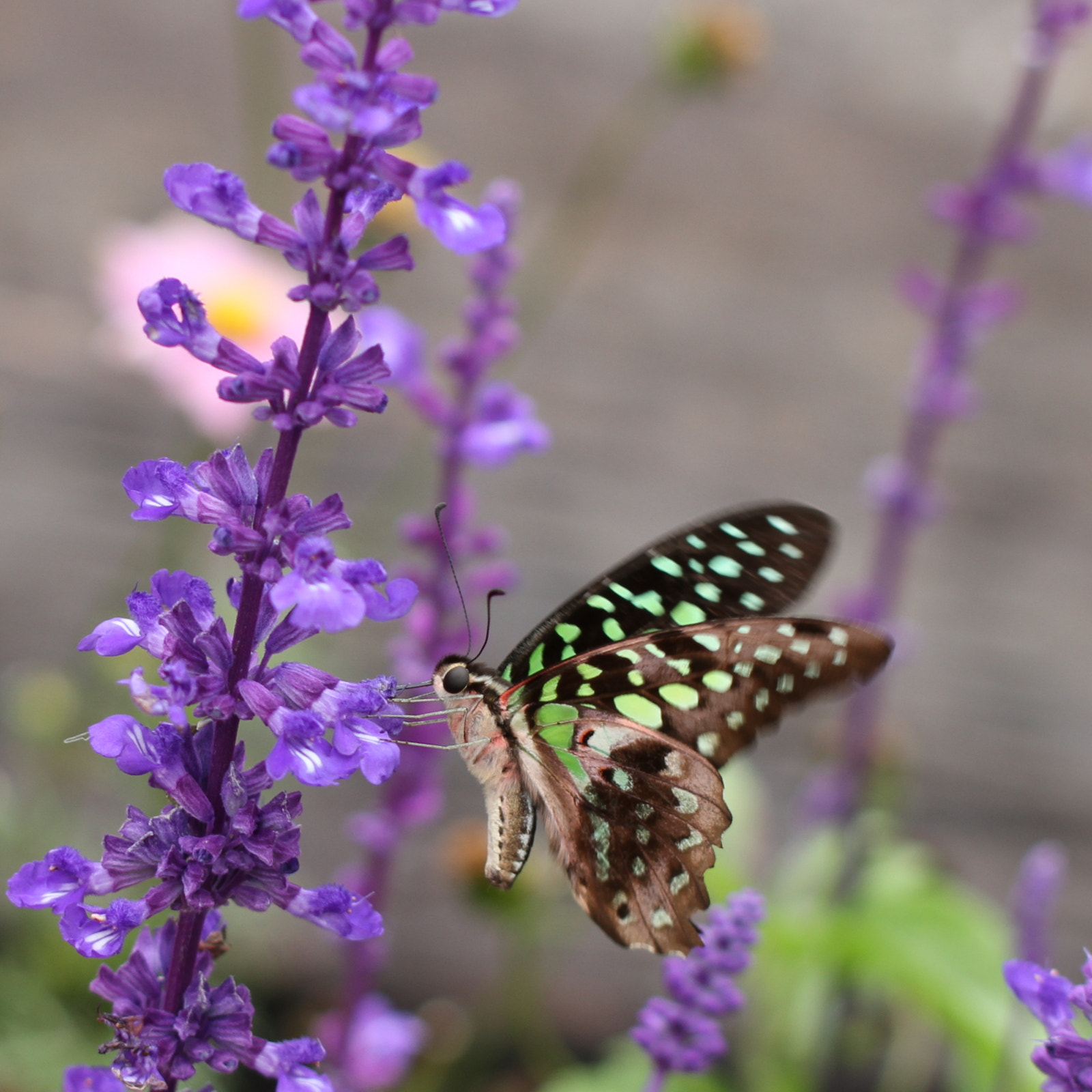 Canon EOS 7D sample photo. Dancing by the lavender photography