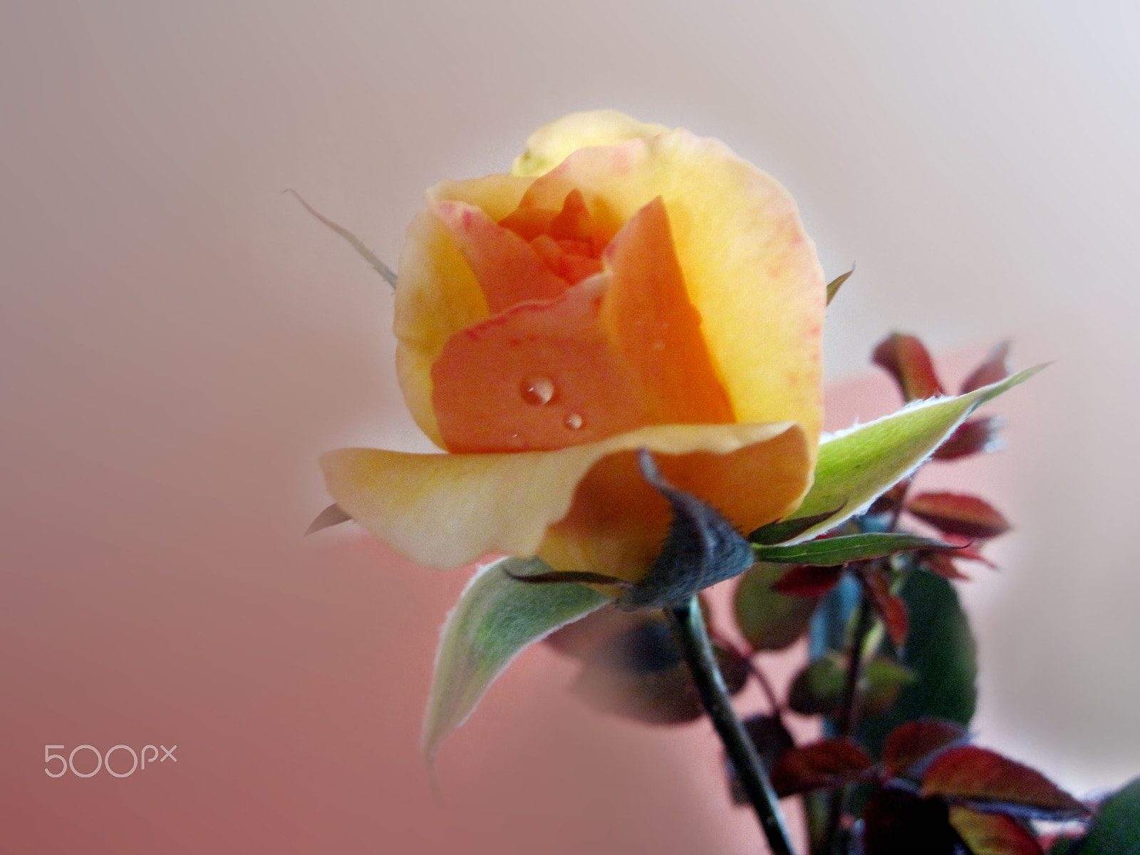 Canon PowerShot SD780 IS (Digital IXUS 100 IS / IXY Digital 210 IS) sample photo. Rose photography
