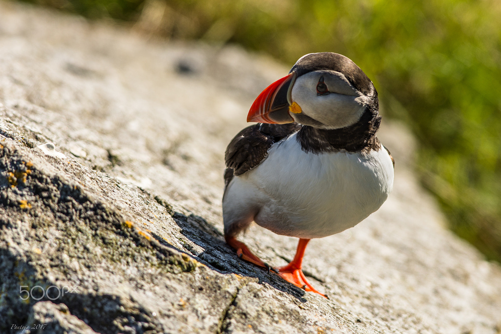 Nikon D7200 + Nikon AF-S Nikkor 300mm F4D ED-IF sample photo. Atlantic puffin photography