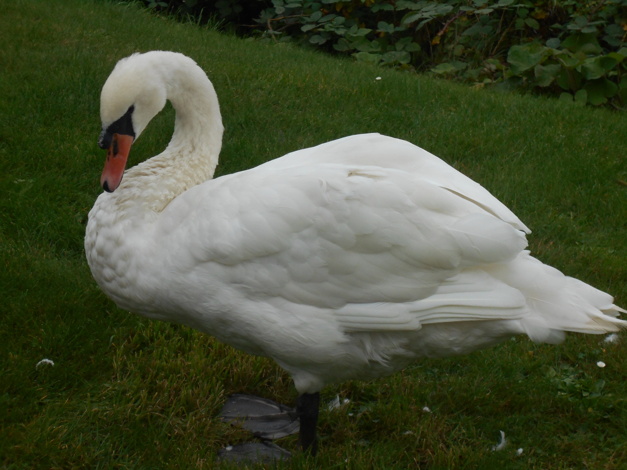 Nikon Coolpix S2900 sample photo. Swan photography