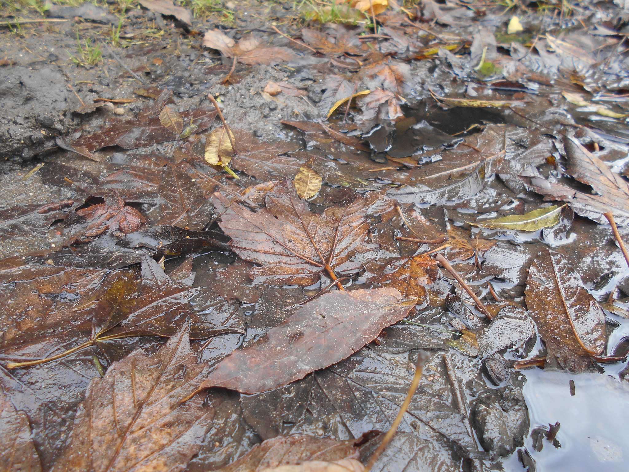 Nikon Coolpix S2900 sample photo. Muddy leaves on a puddle photography