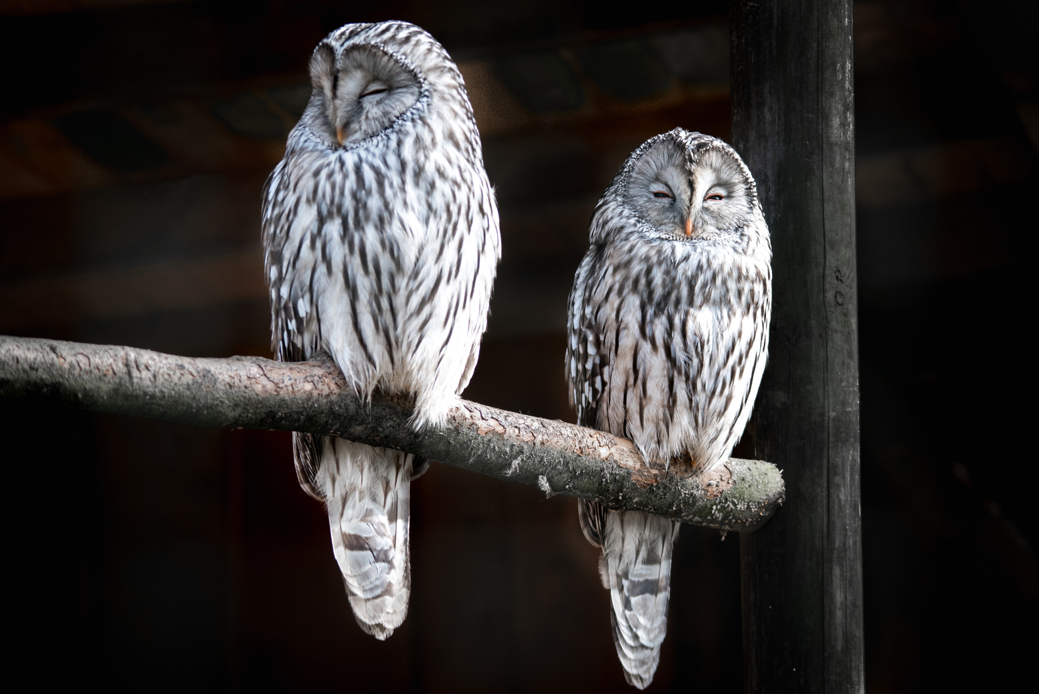 Sigma 150-500mm F5-6.3 DG OS HSM sample photo. Brown owls in frankenhof germany photography