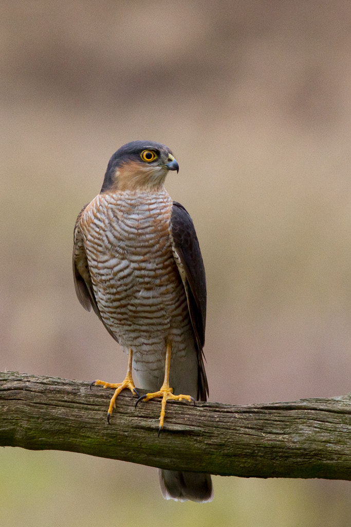 Canon EOS 7D + Canon EF 400mm F5.6L USM sample photo. Sparrowhawk photography