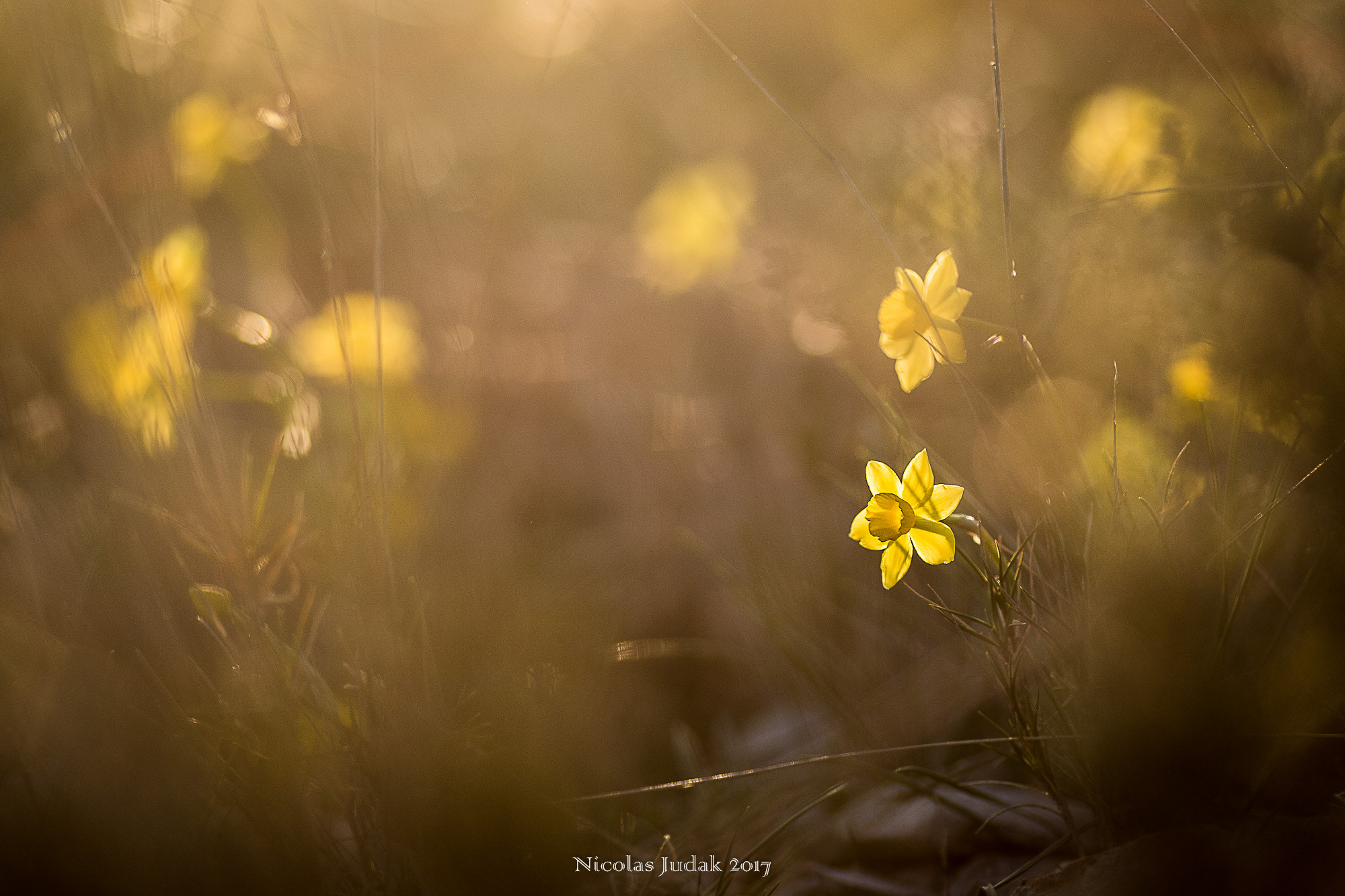 Canon EOS 7D Mark II + Tamron SP AF 90mm F2.8 Di Macro sample photo. Jonquilles photography