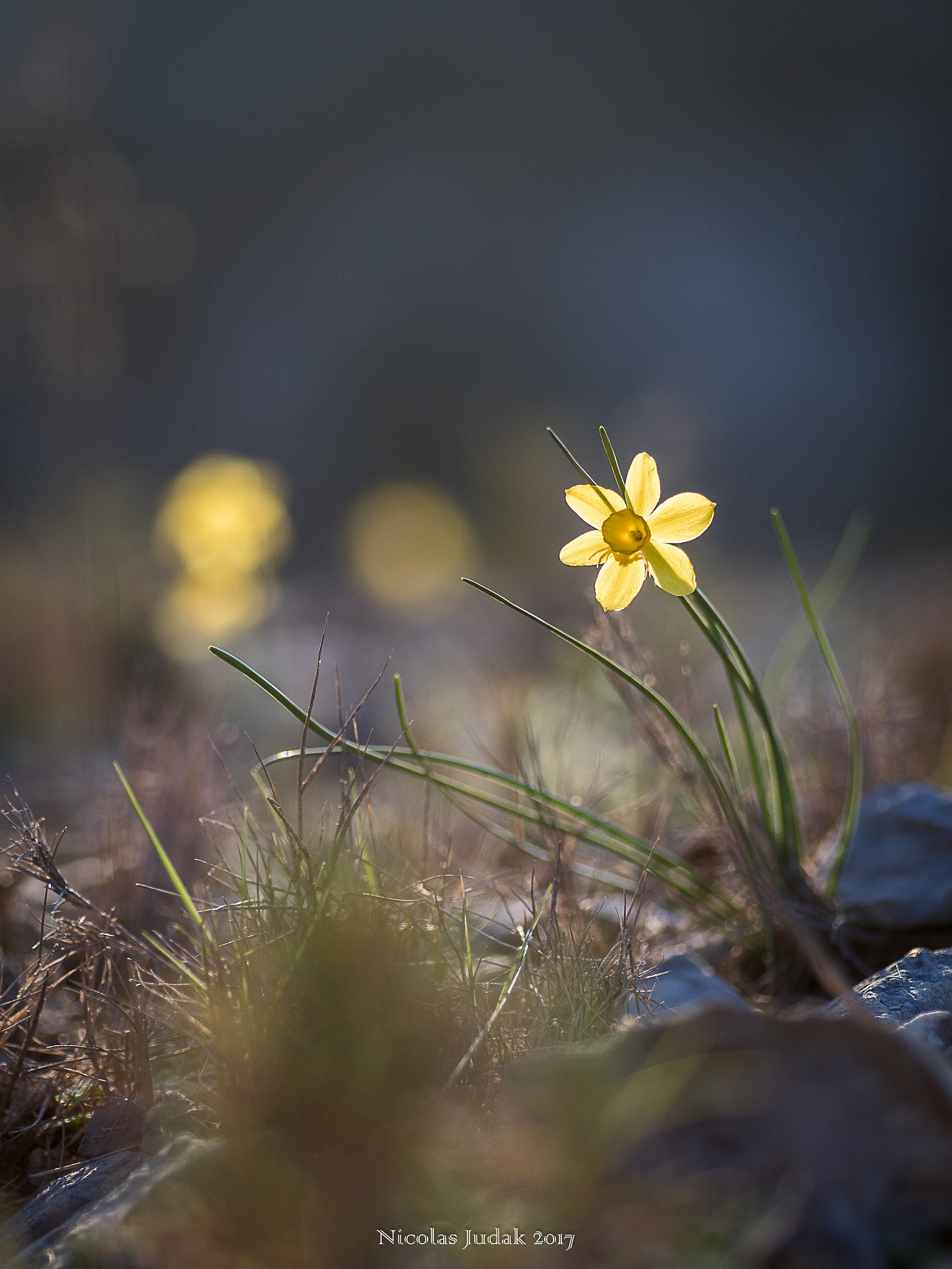 Canon EOS 7D Mark II + Tamron SP AF 90mm F2.8 Di Macro sample photo. Jonquilles photography