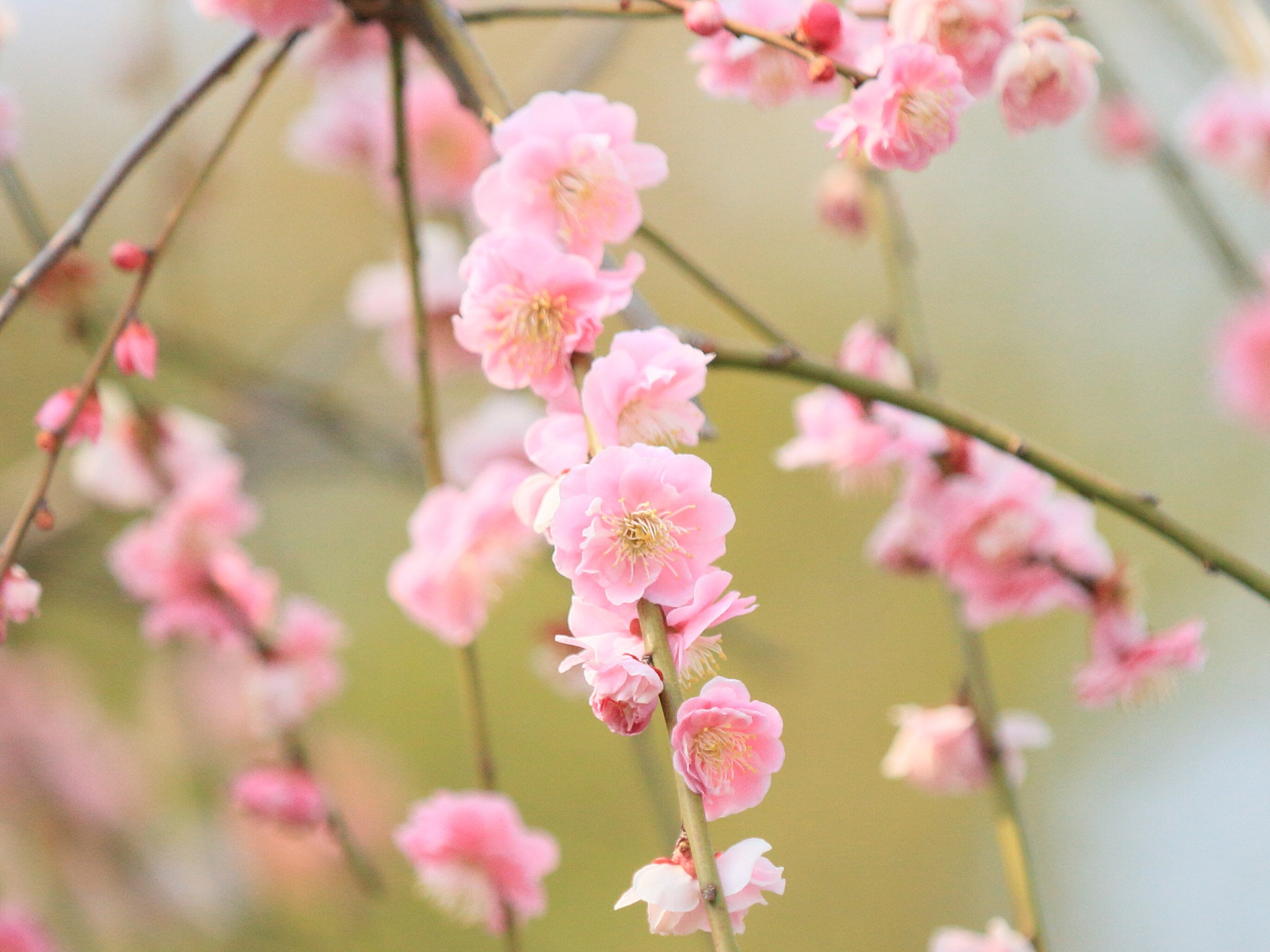 Canon EF 70-200mm F2.8L IS II USM sample photo. 紅梅 plum flower tree photography